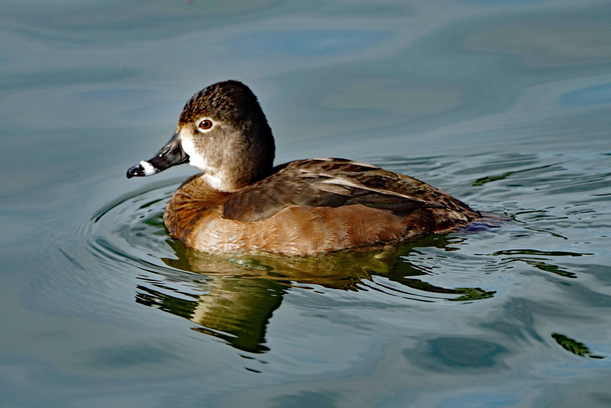 Ring-necked Duck