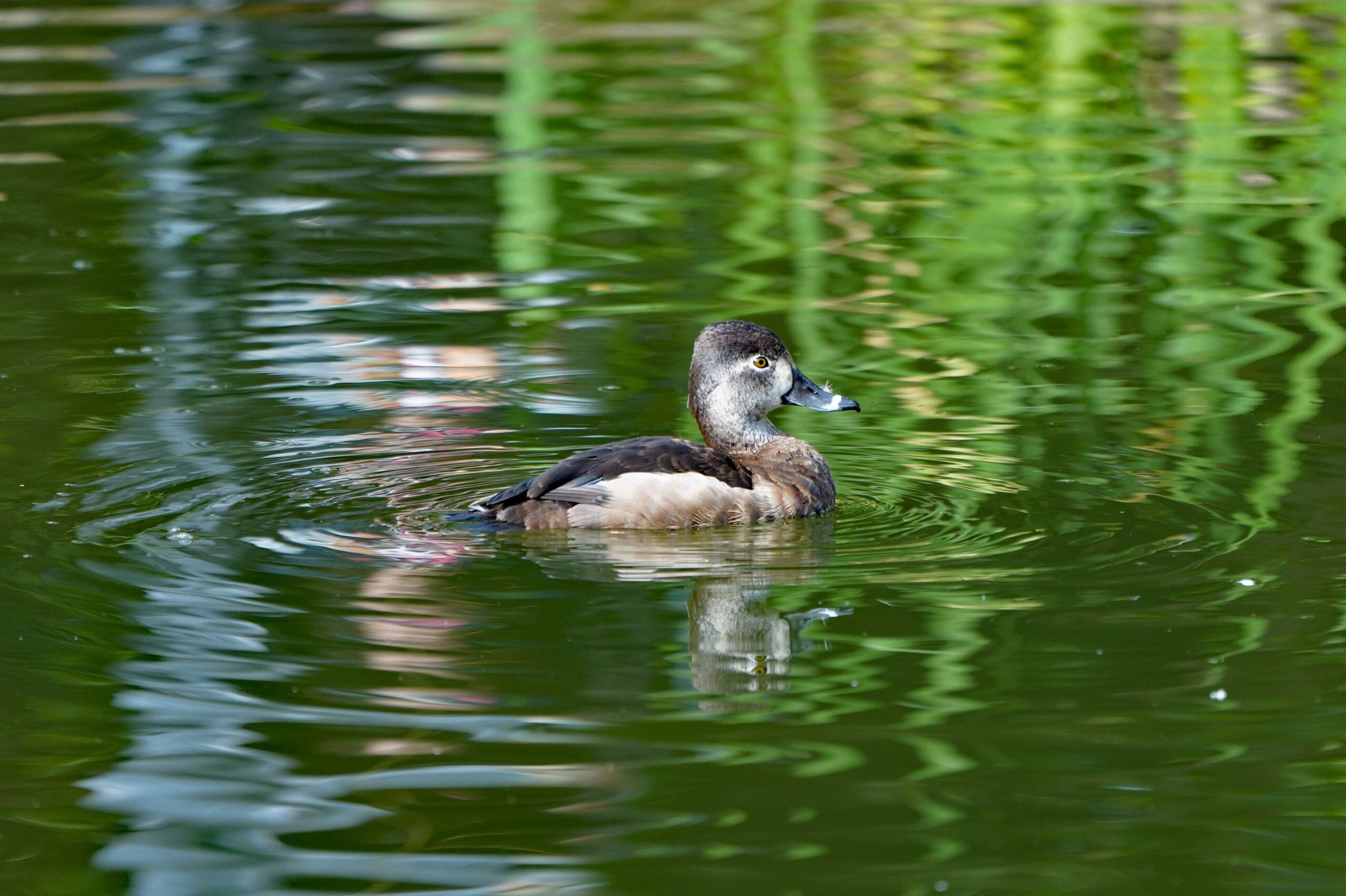 Ring-necked Duck