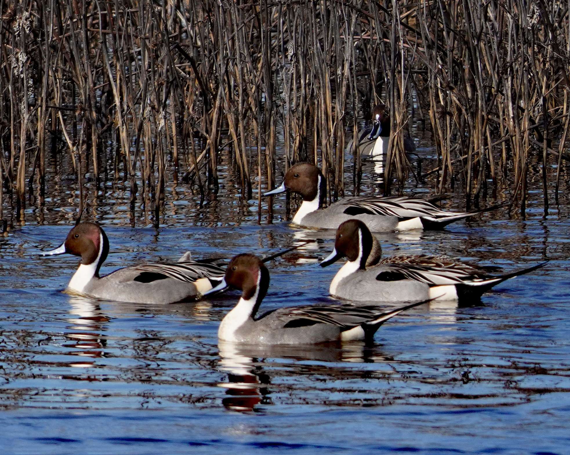 Pintail Ducks