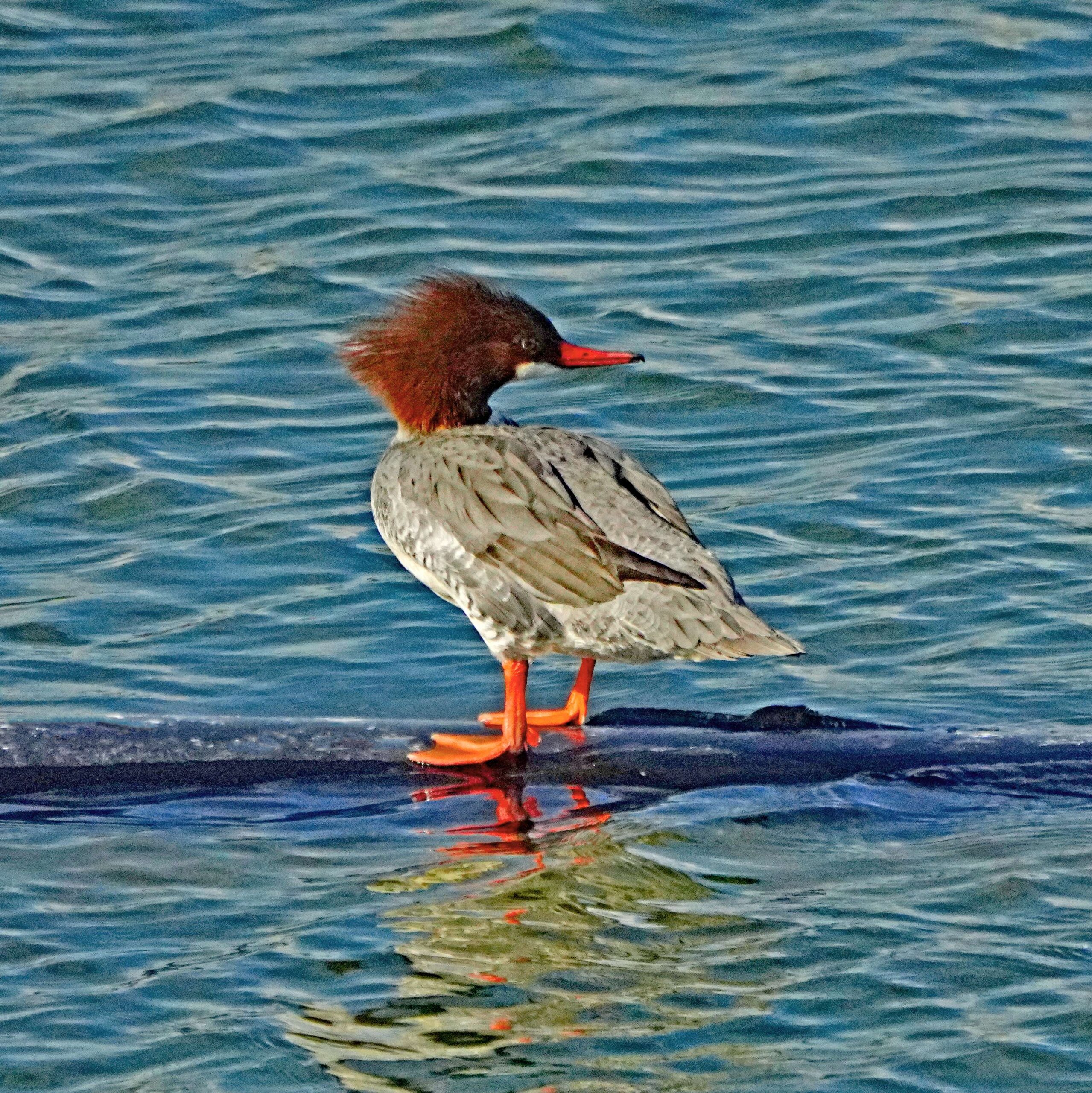 Common Mergansers