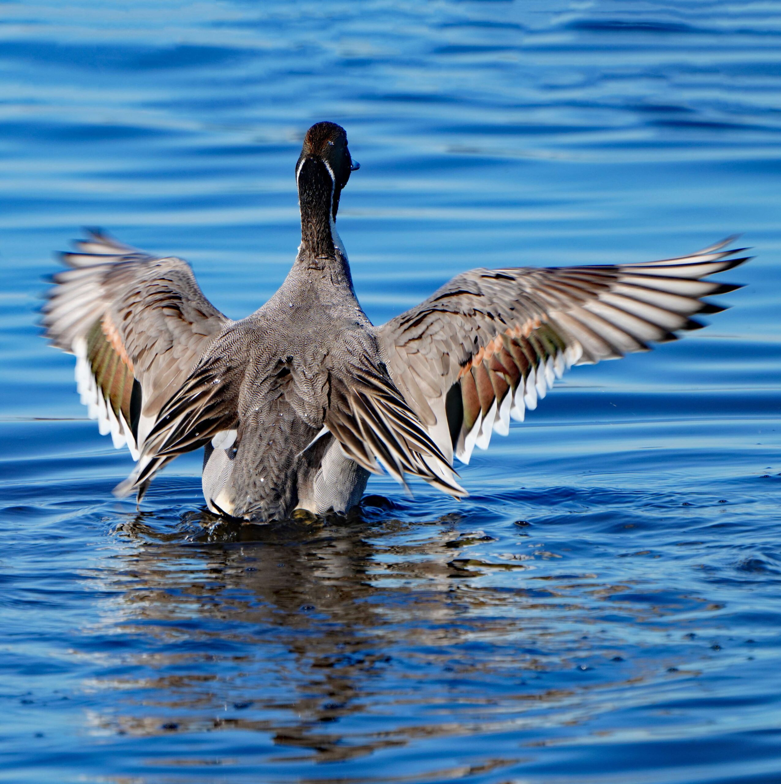 Pintail Ducks