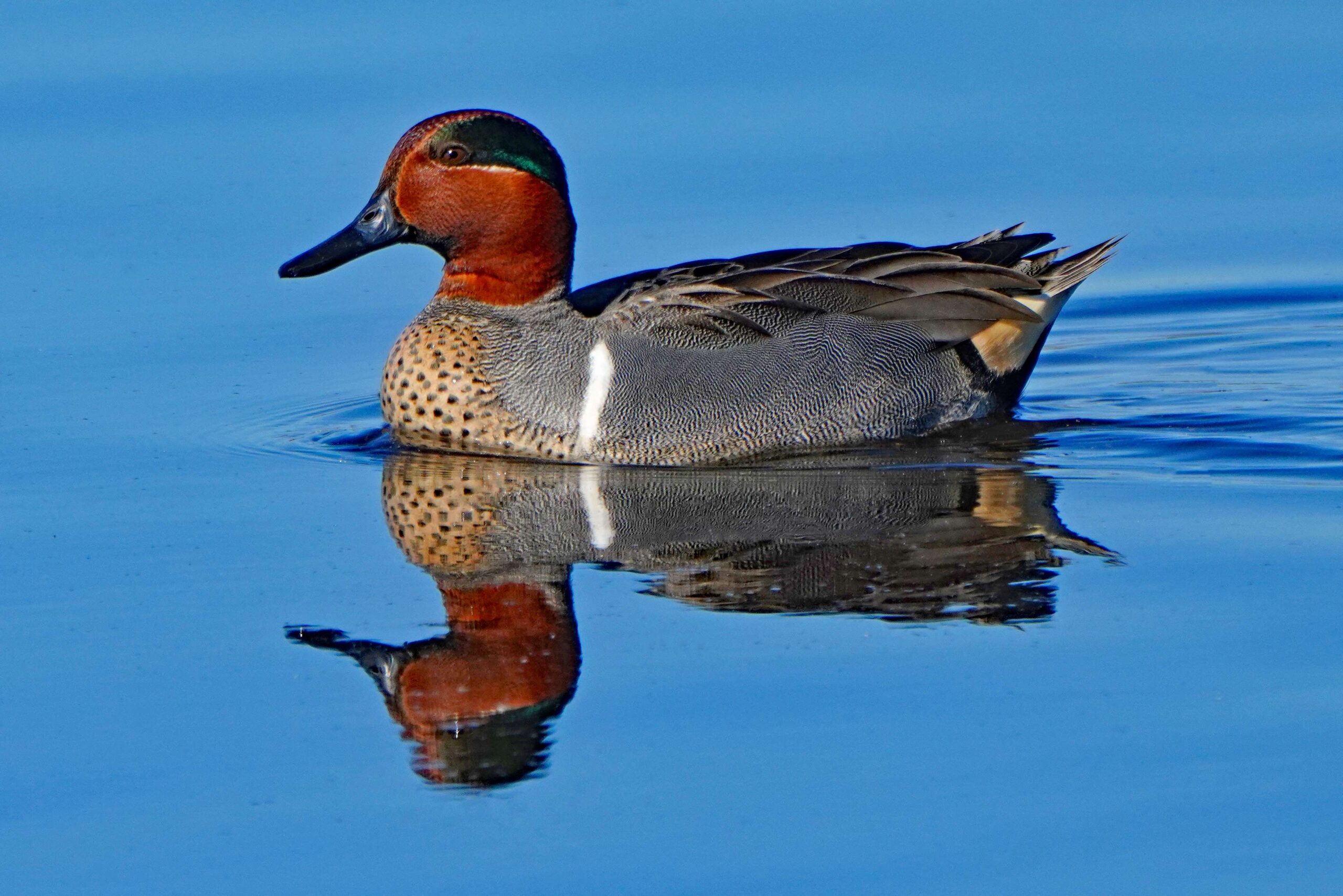 Green-winged Teal