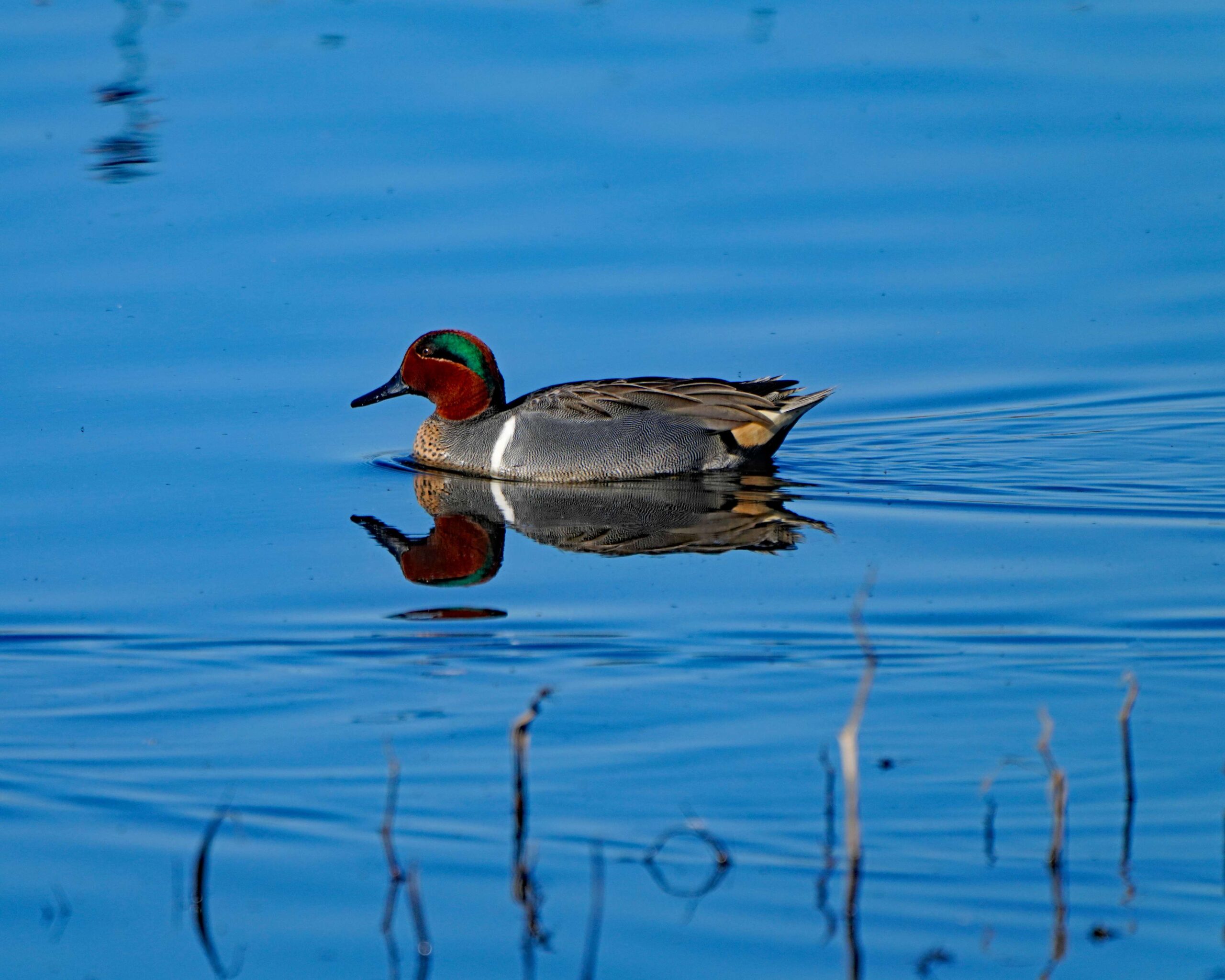 Green-winged Teal