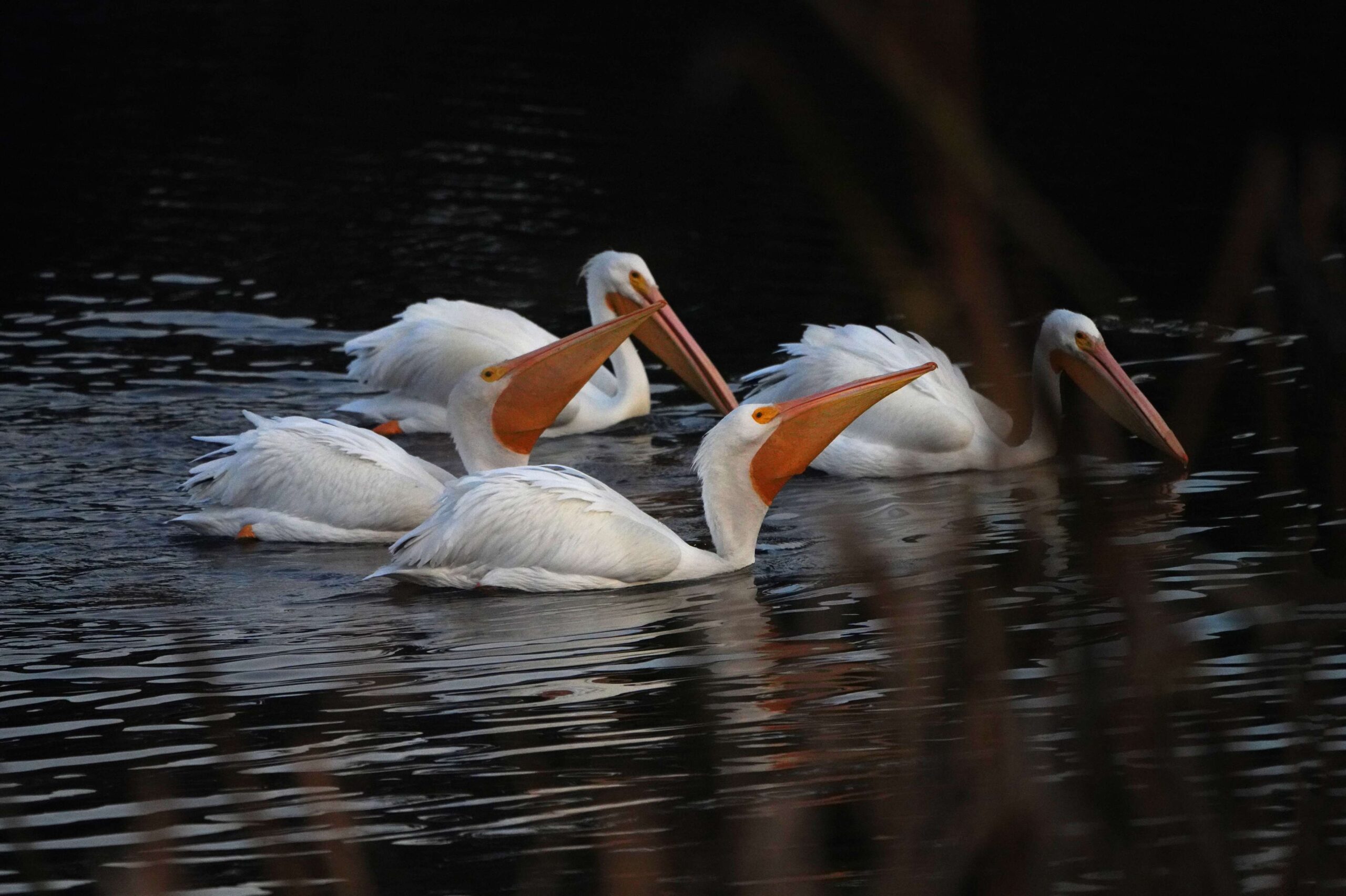 White Pelicans