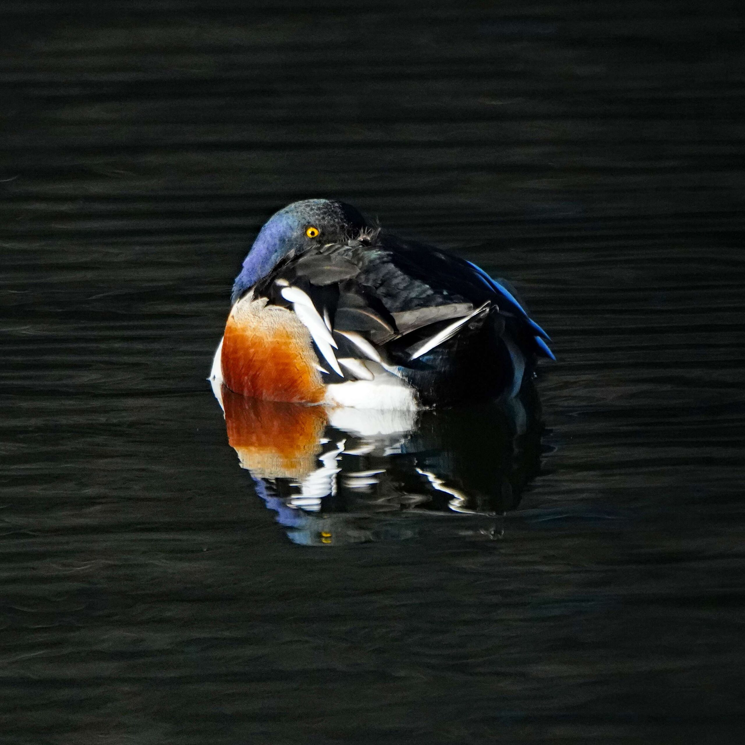 Northern Shoveler