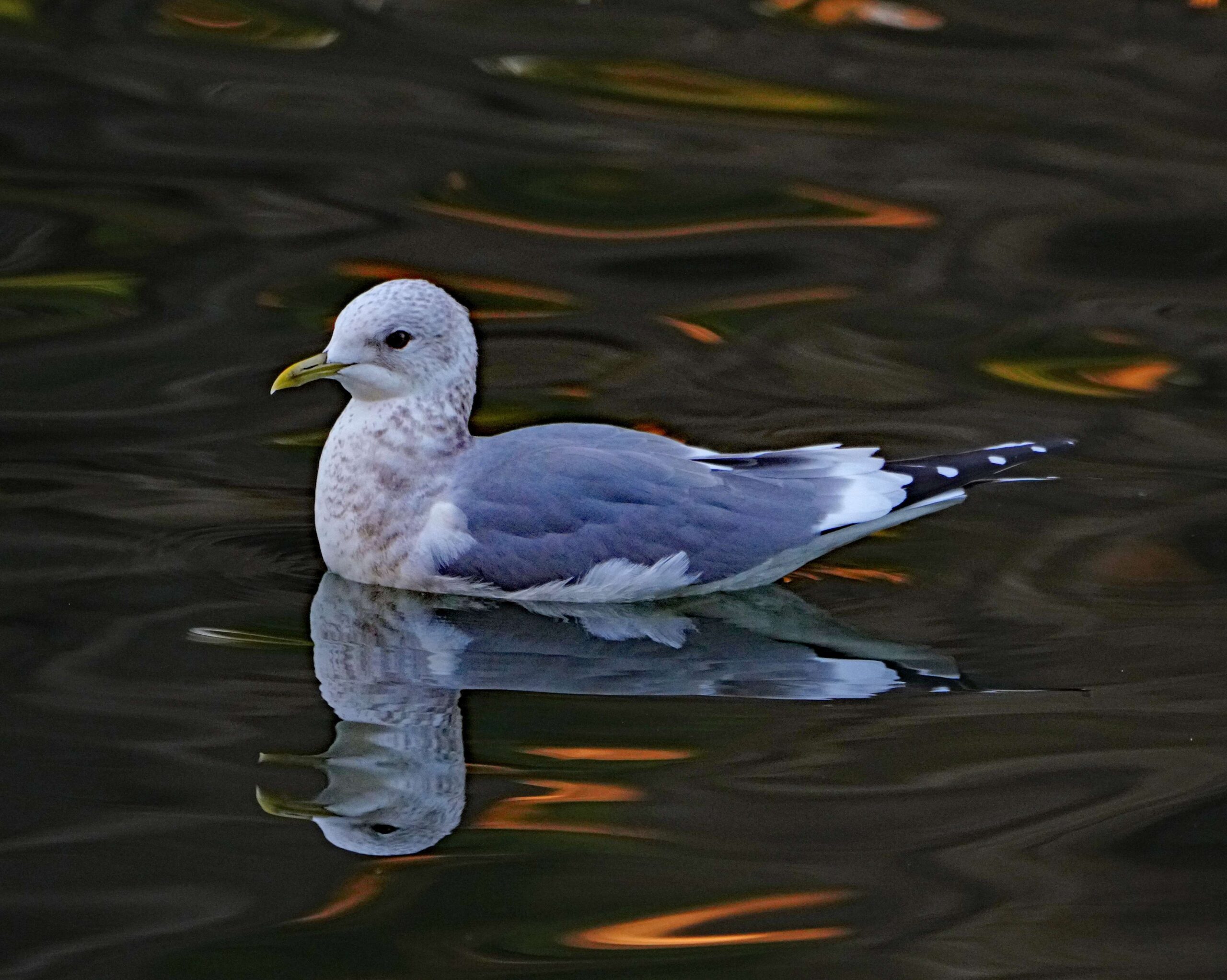 Short-billed gull