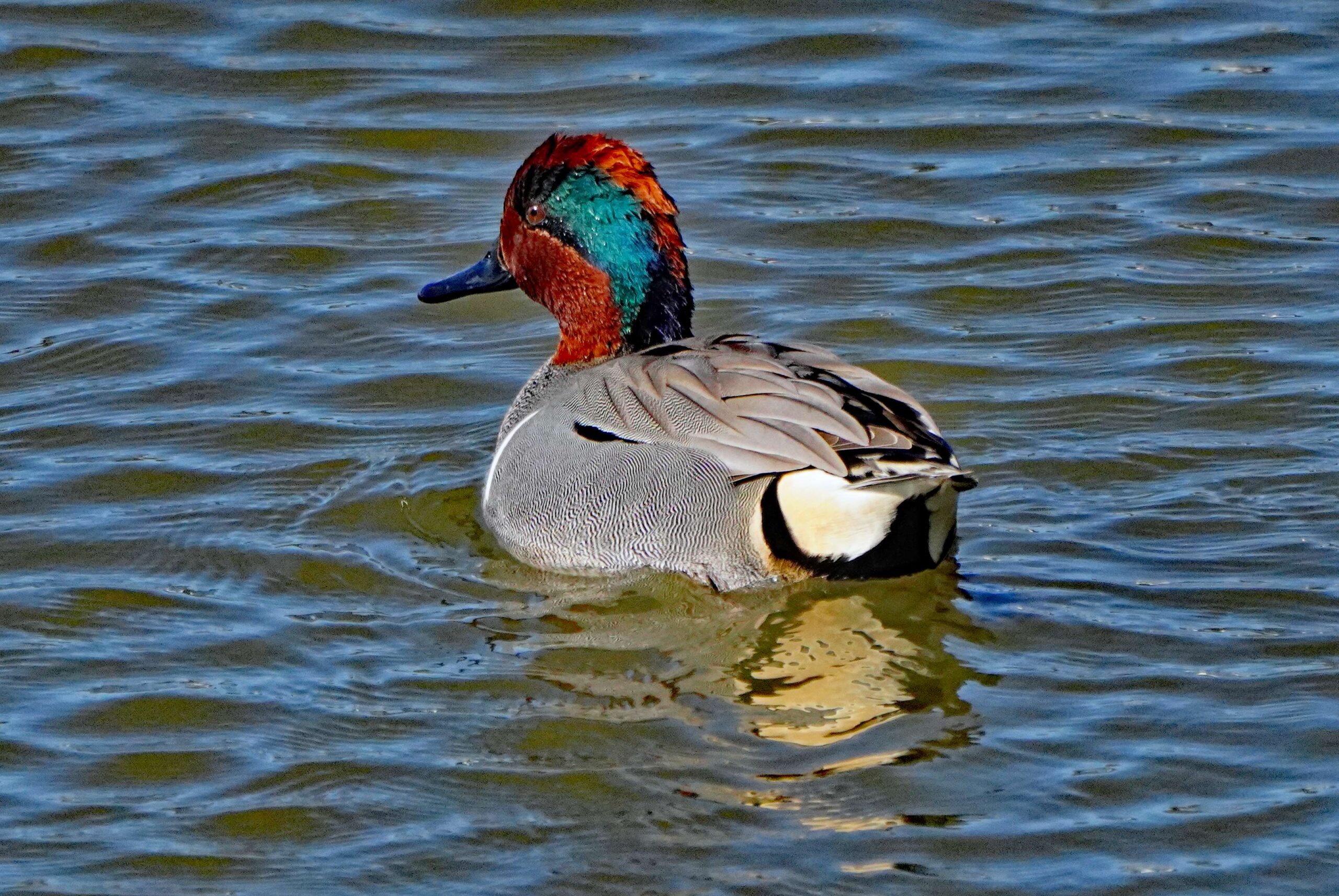Green-winged Teal