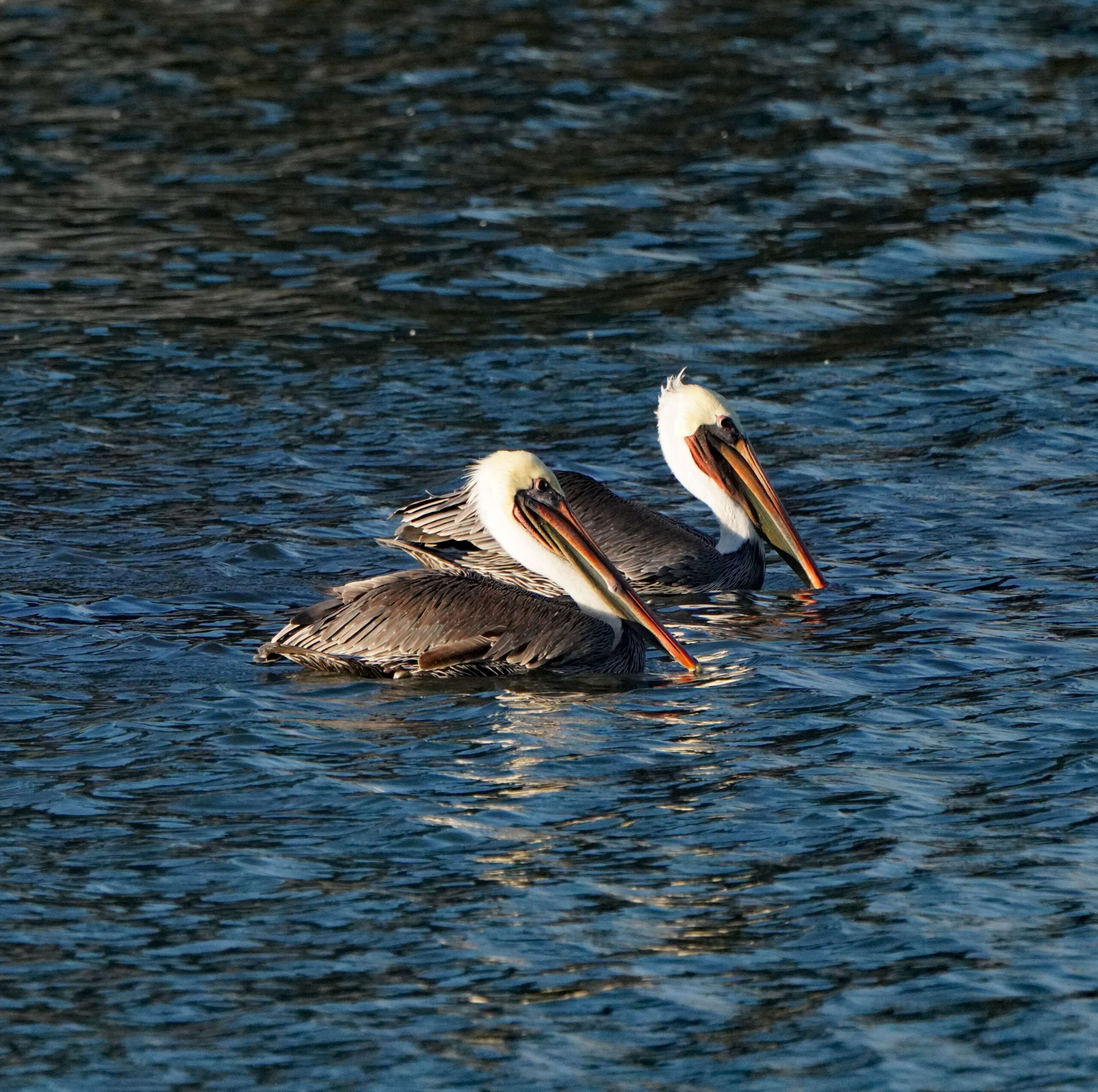 Brown Pelicans