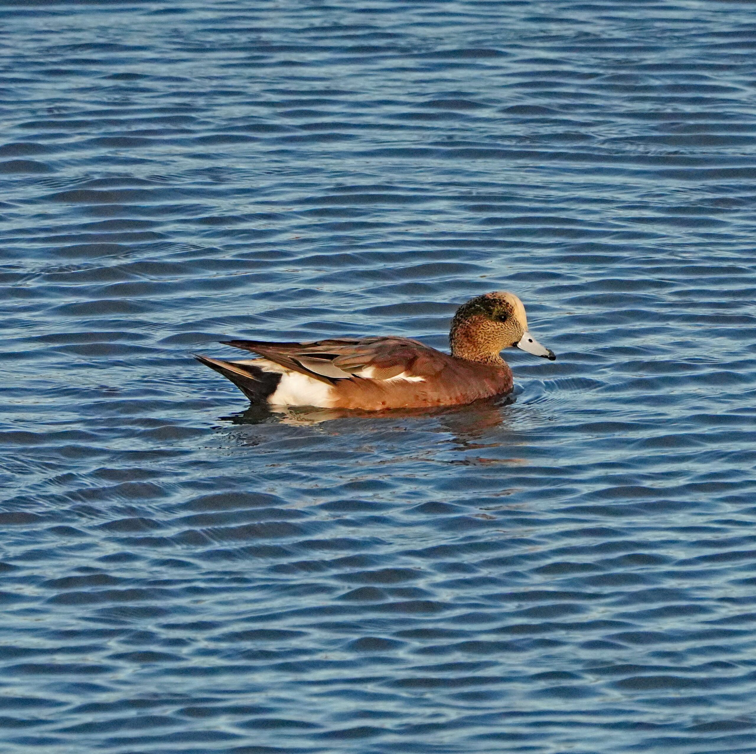 American Wigeon