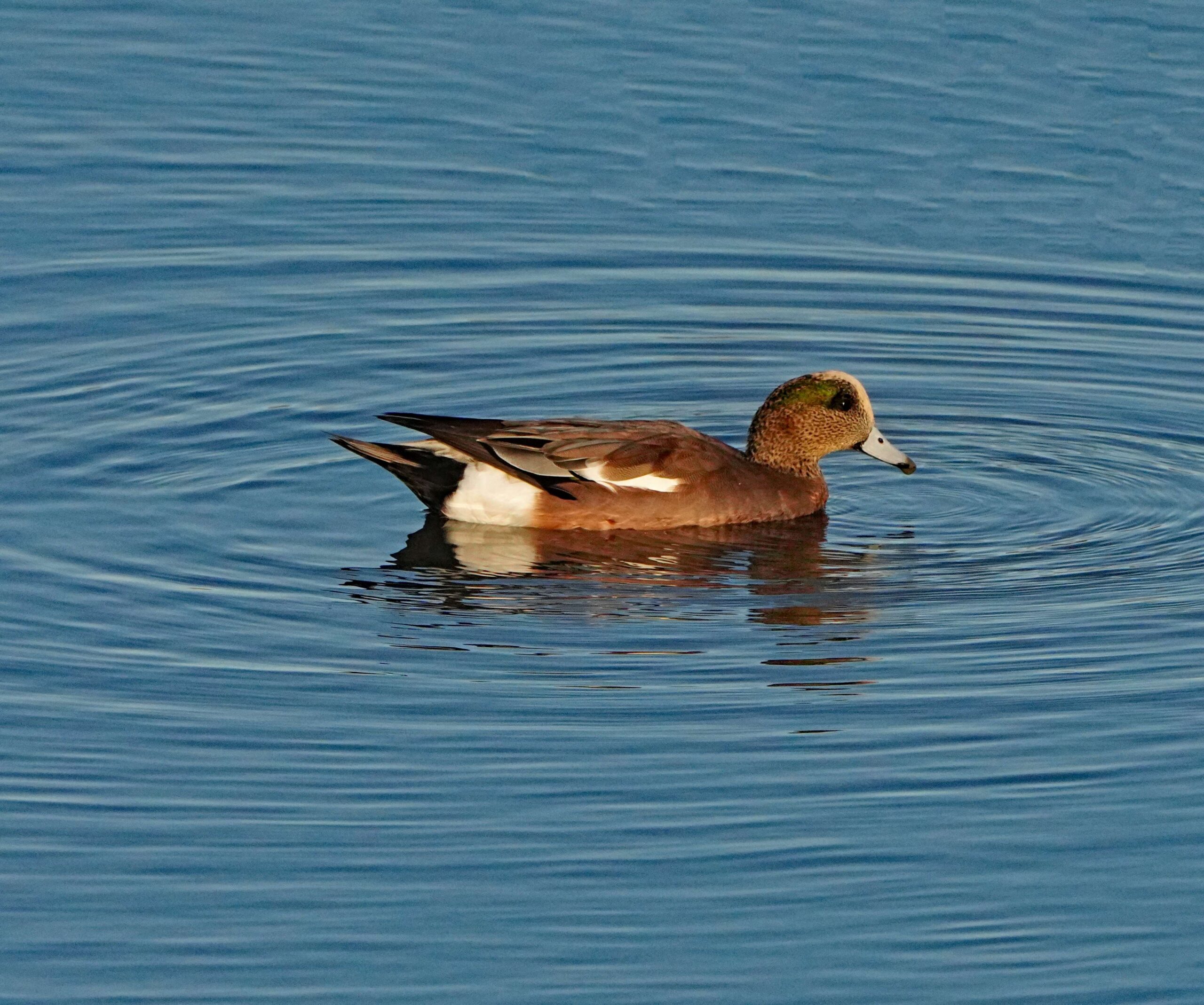 American Wigeon