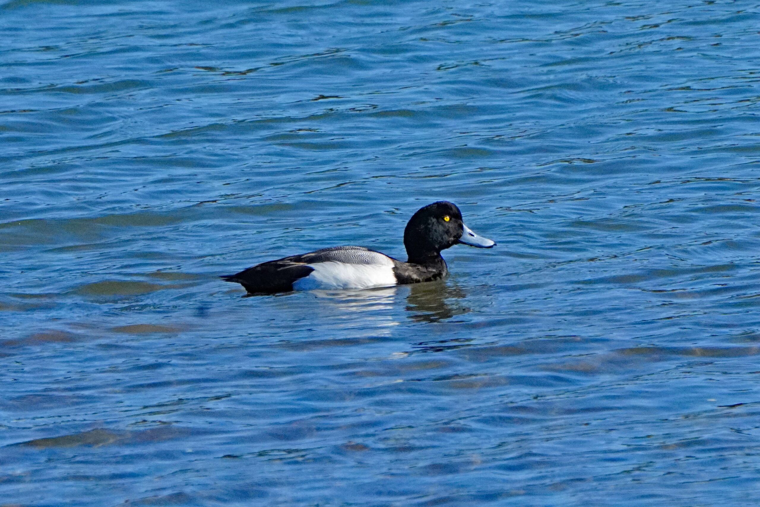Lesser Scaup
