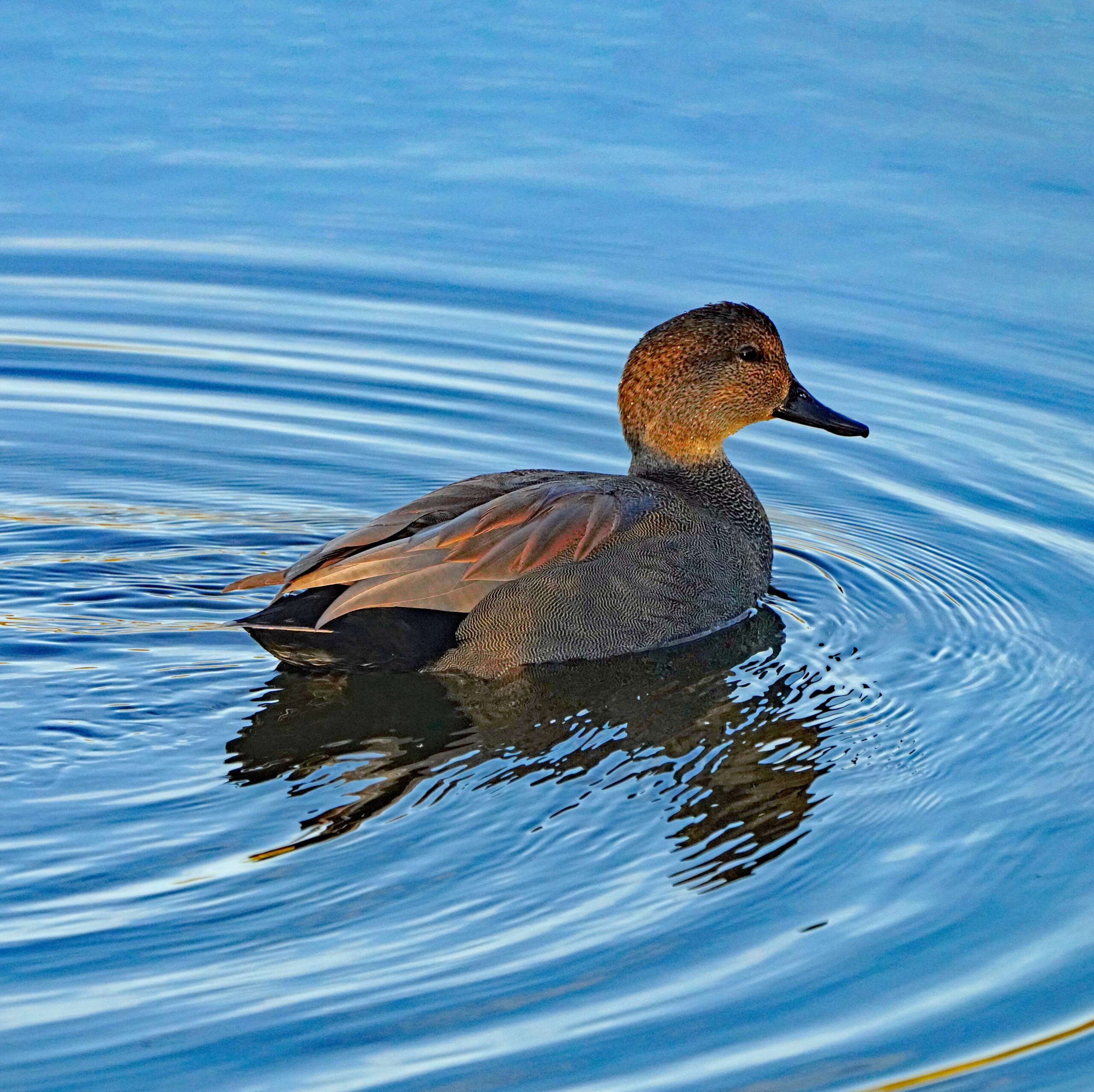 Gadwall Duck