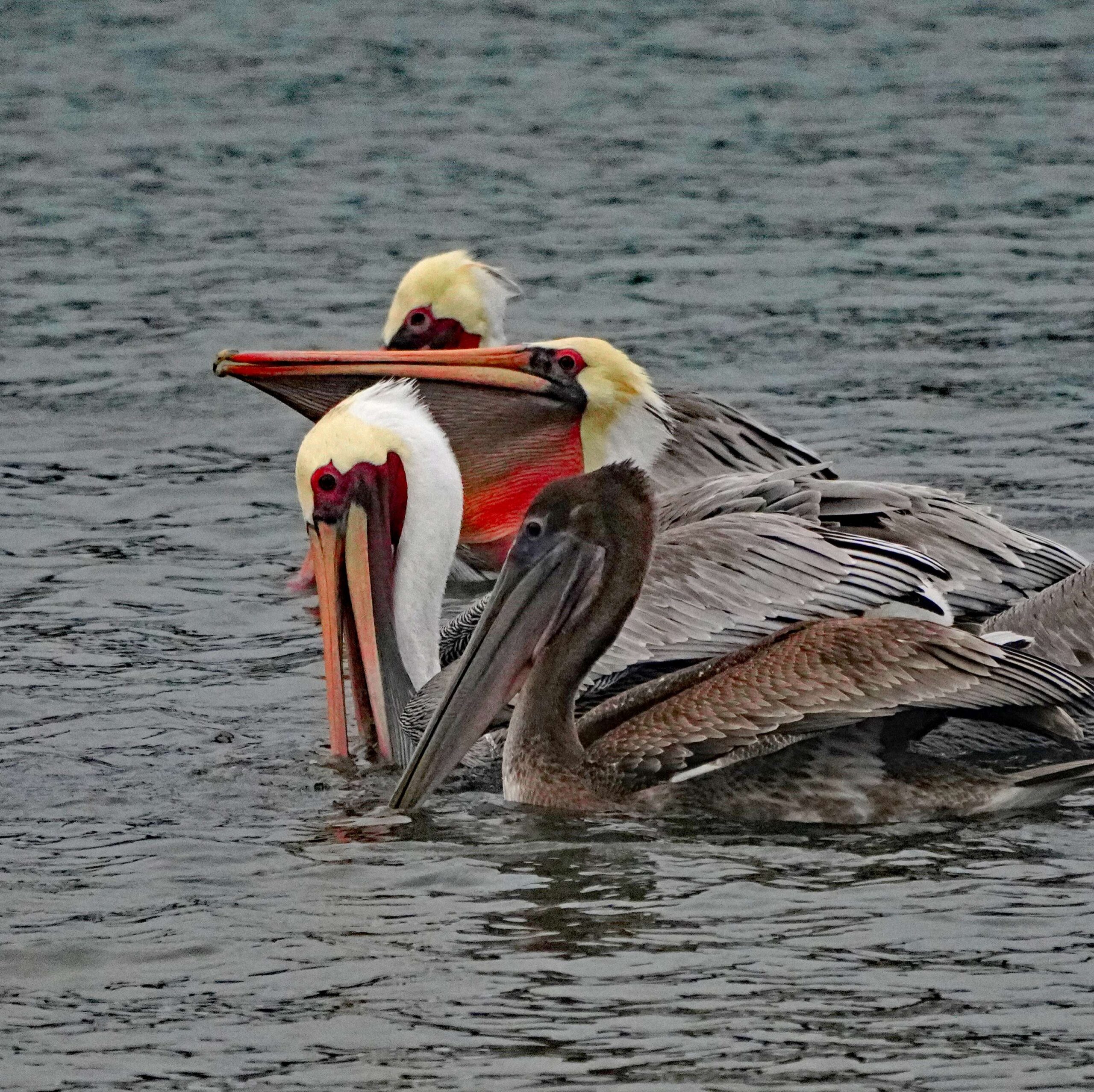 Brown Pelicans