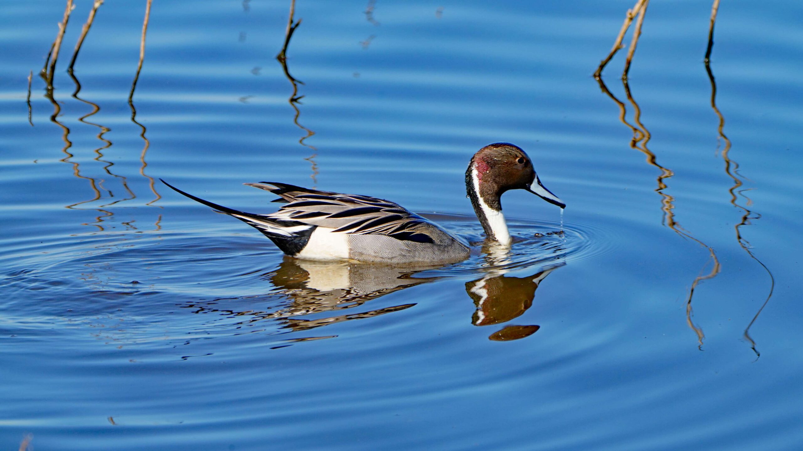 Pintail Duck