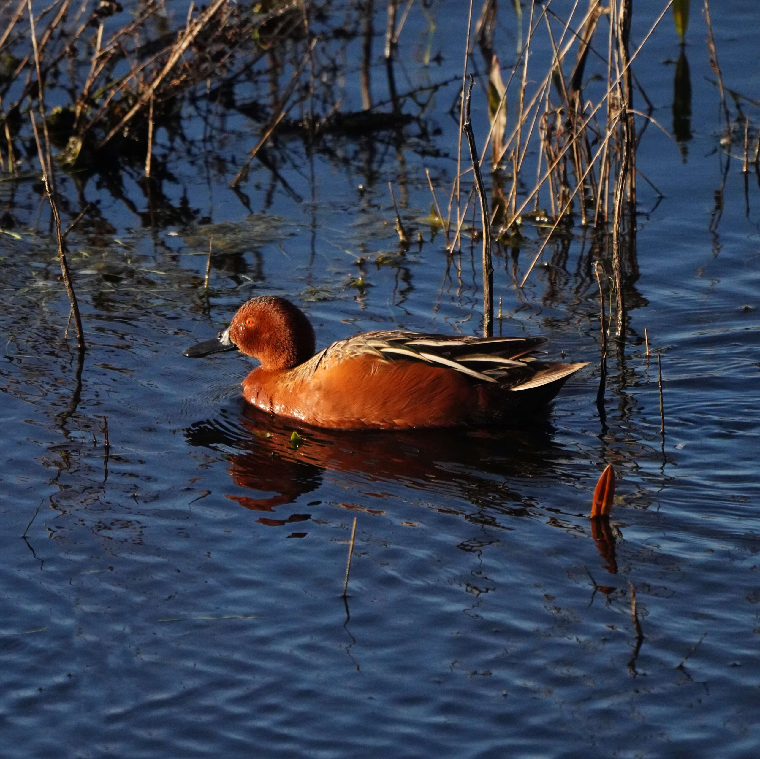 Cinnamon Teal