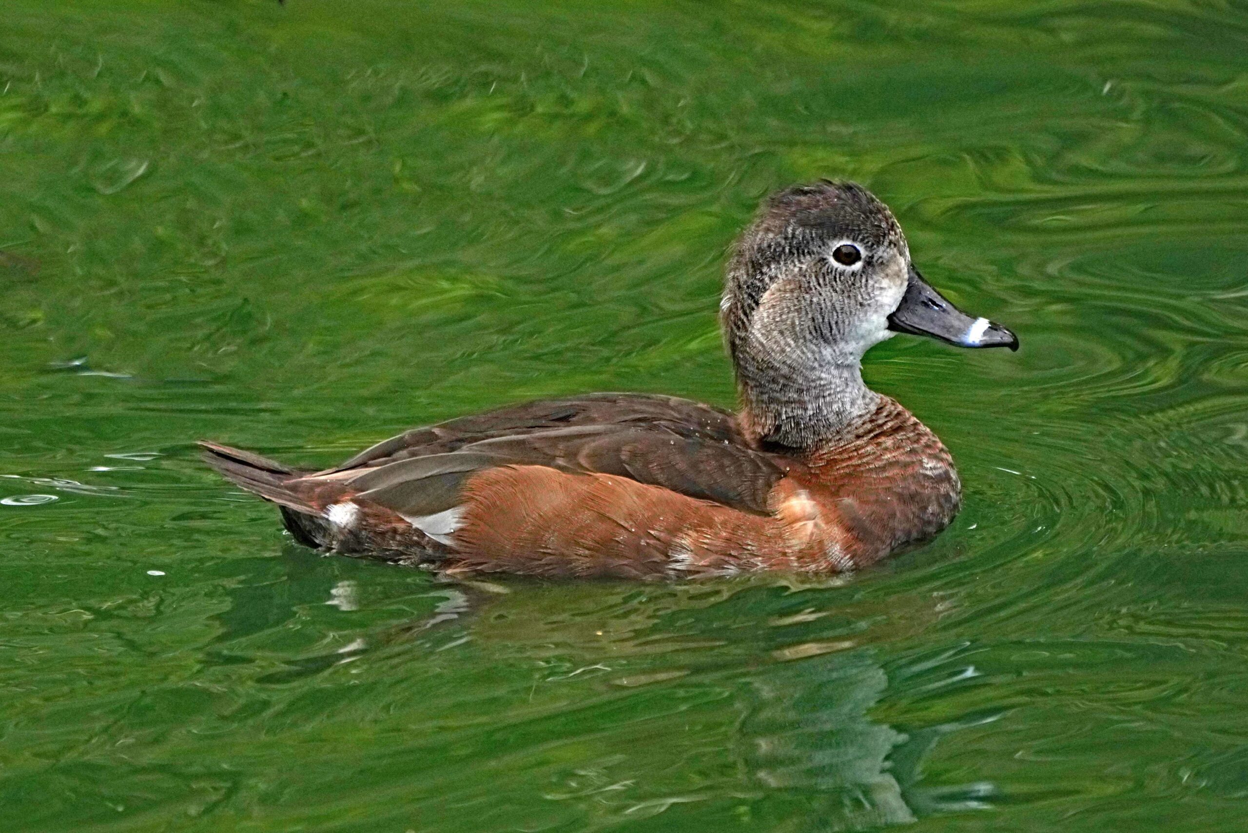 Ring-necked Duck