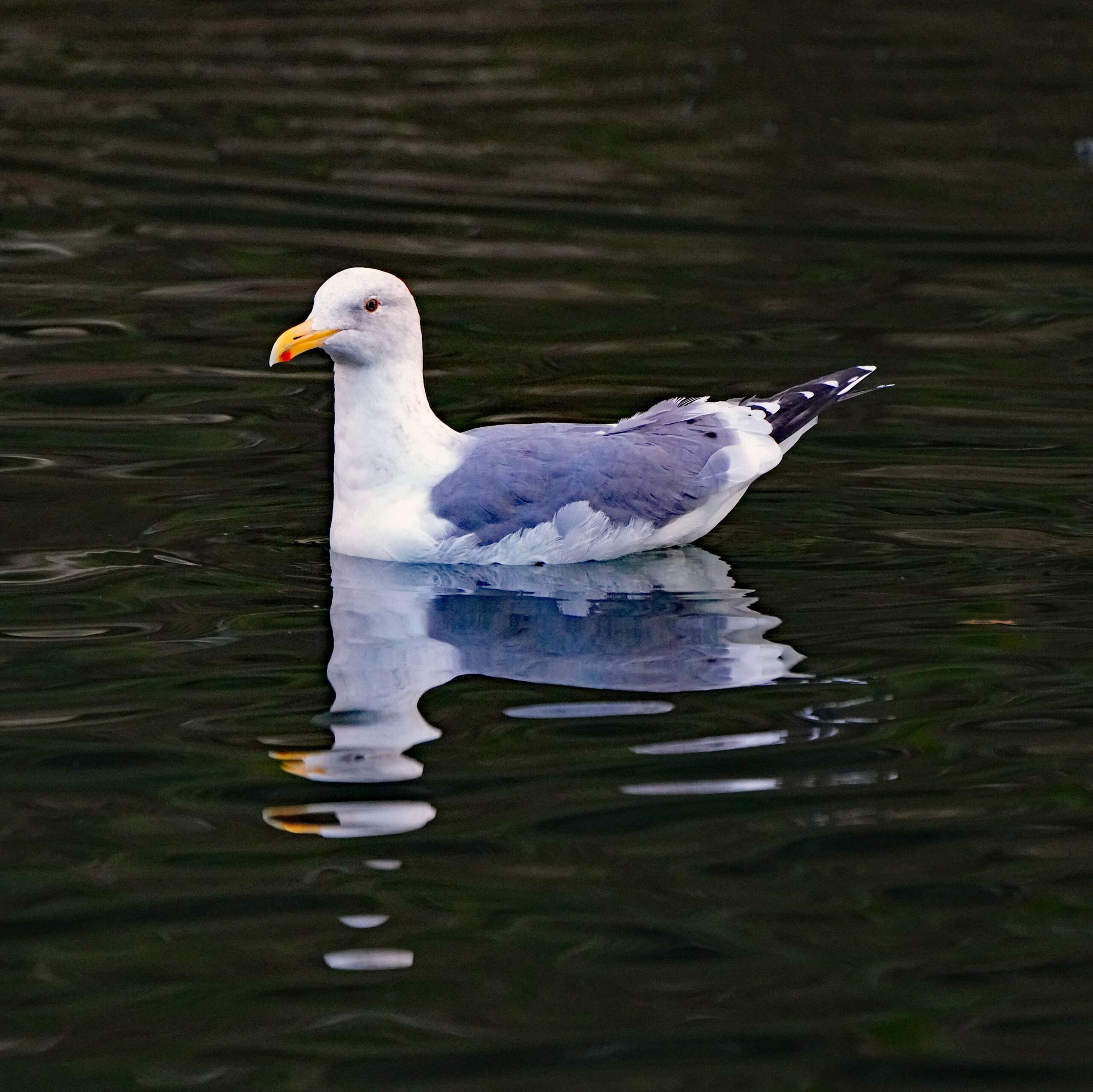 Western Gull