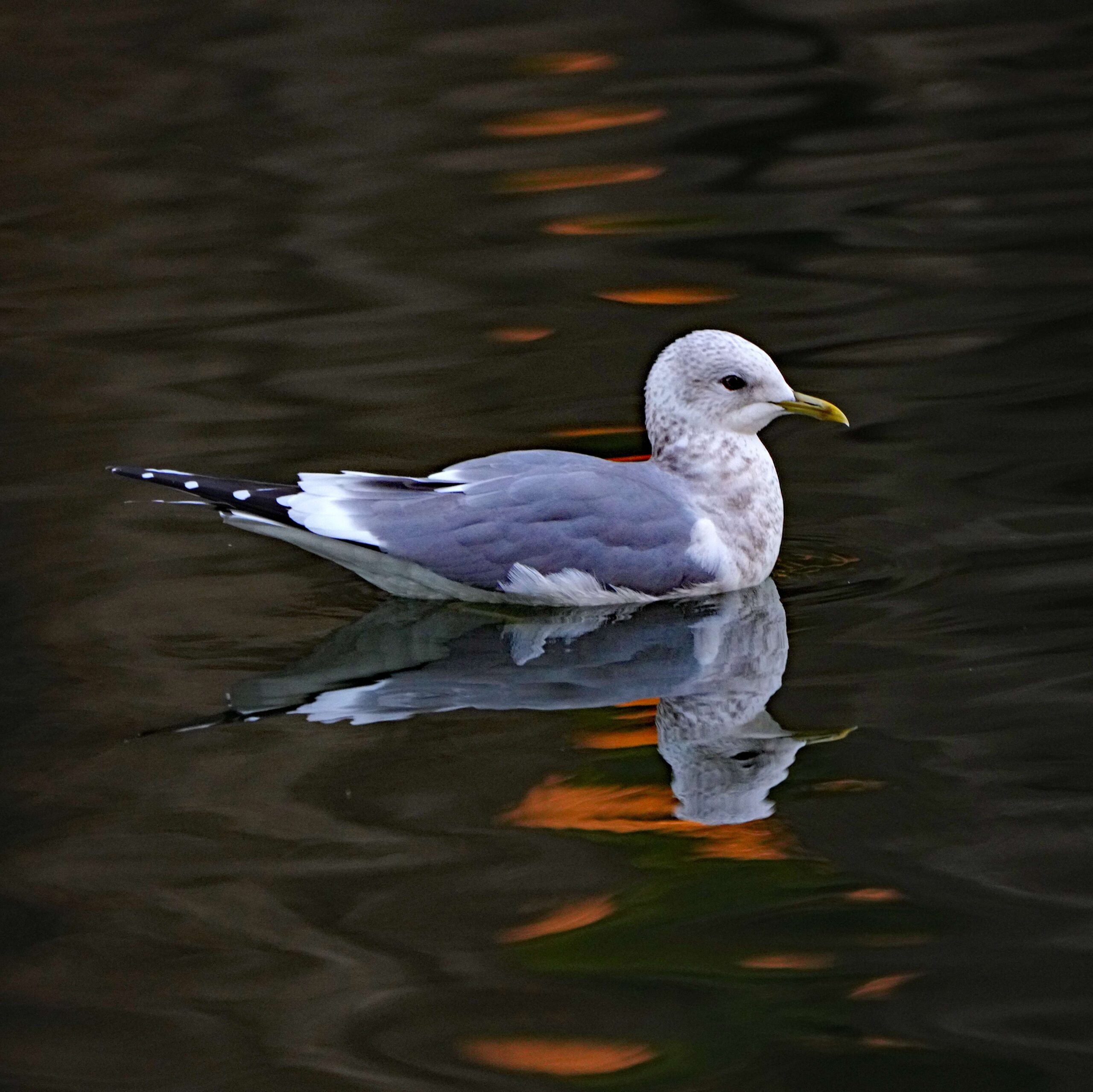 Short-billed gull