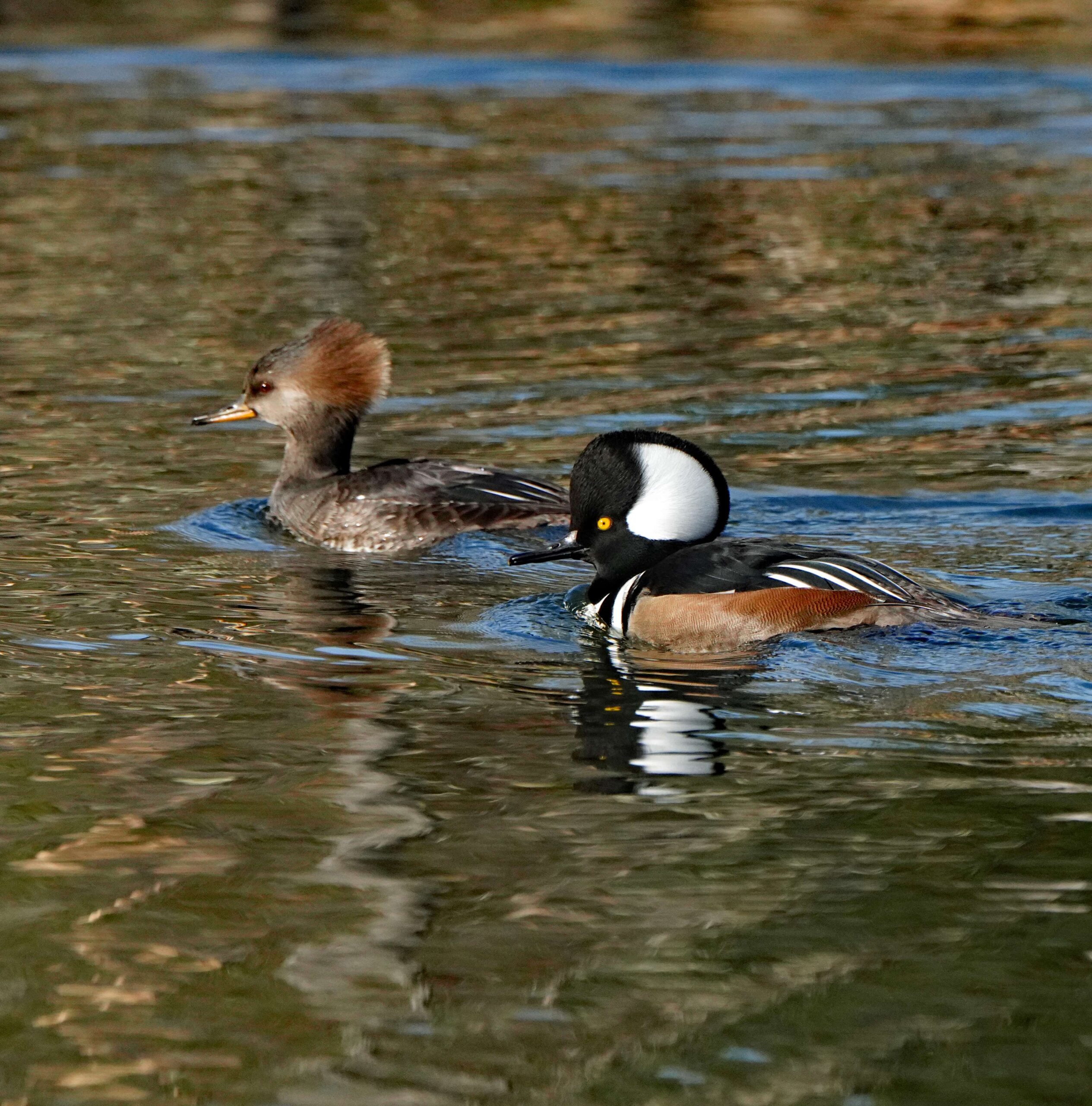 Hooded Mergansers