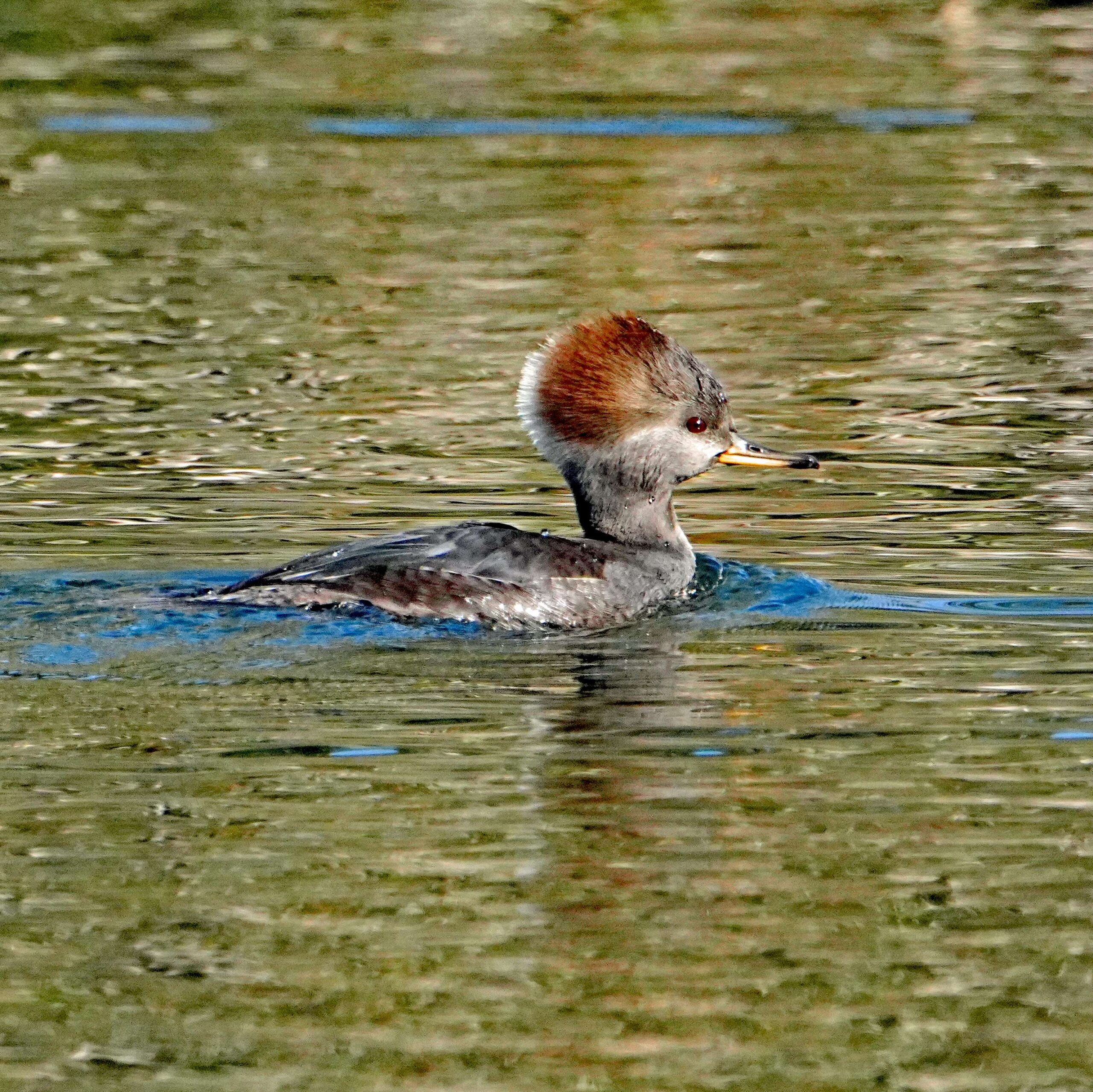 Hooded Mergansers