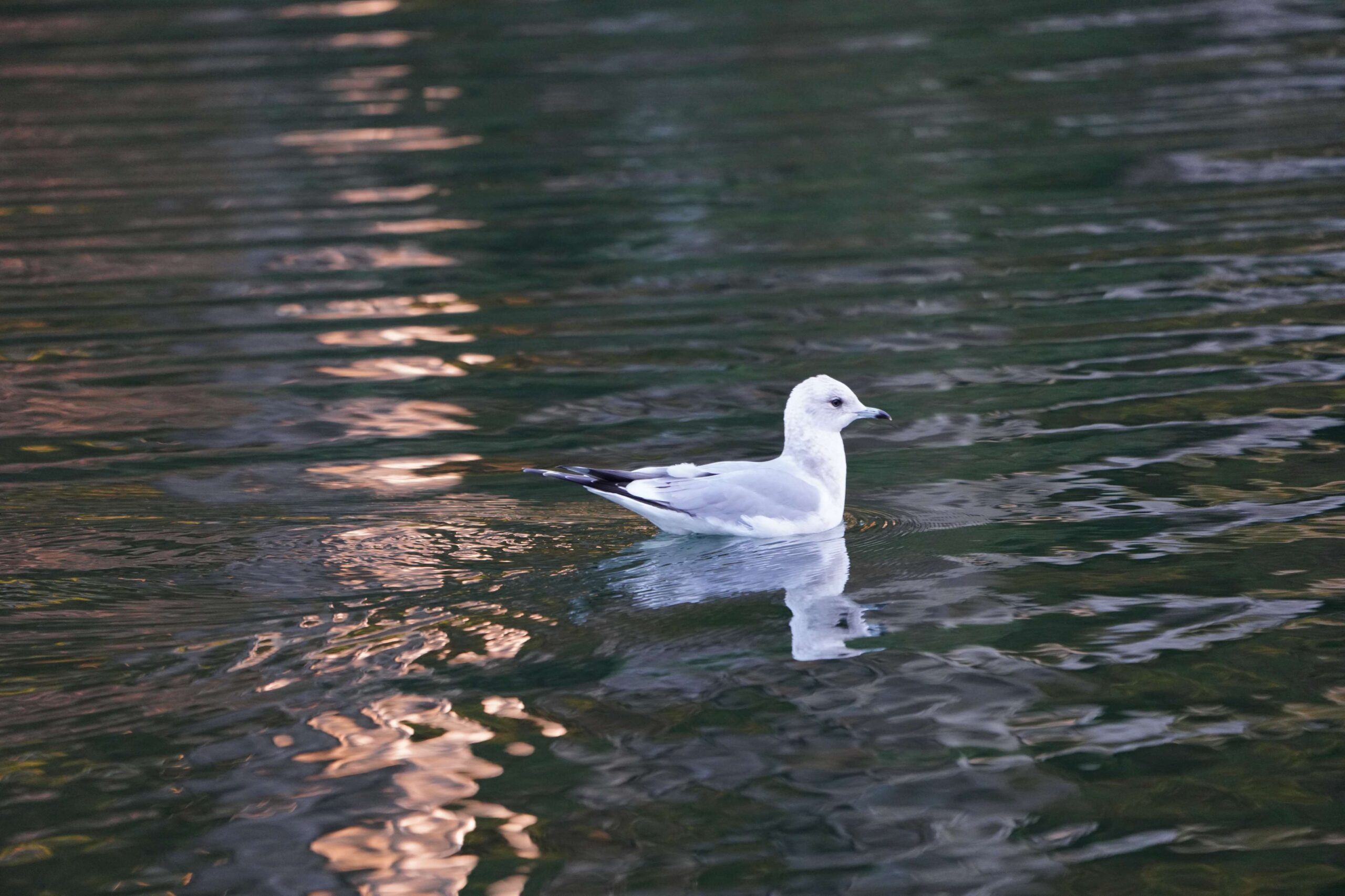 Short-billed Gull