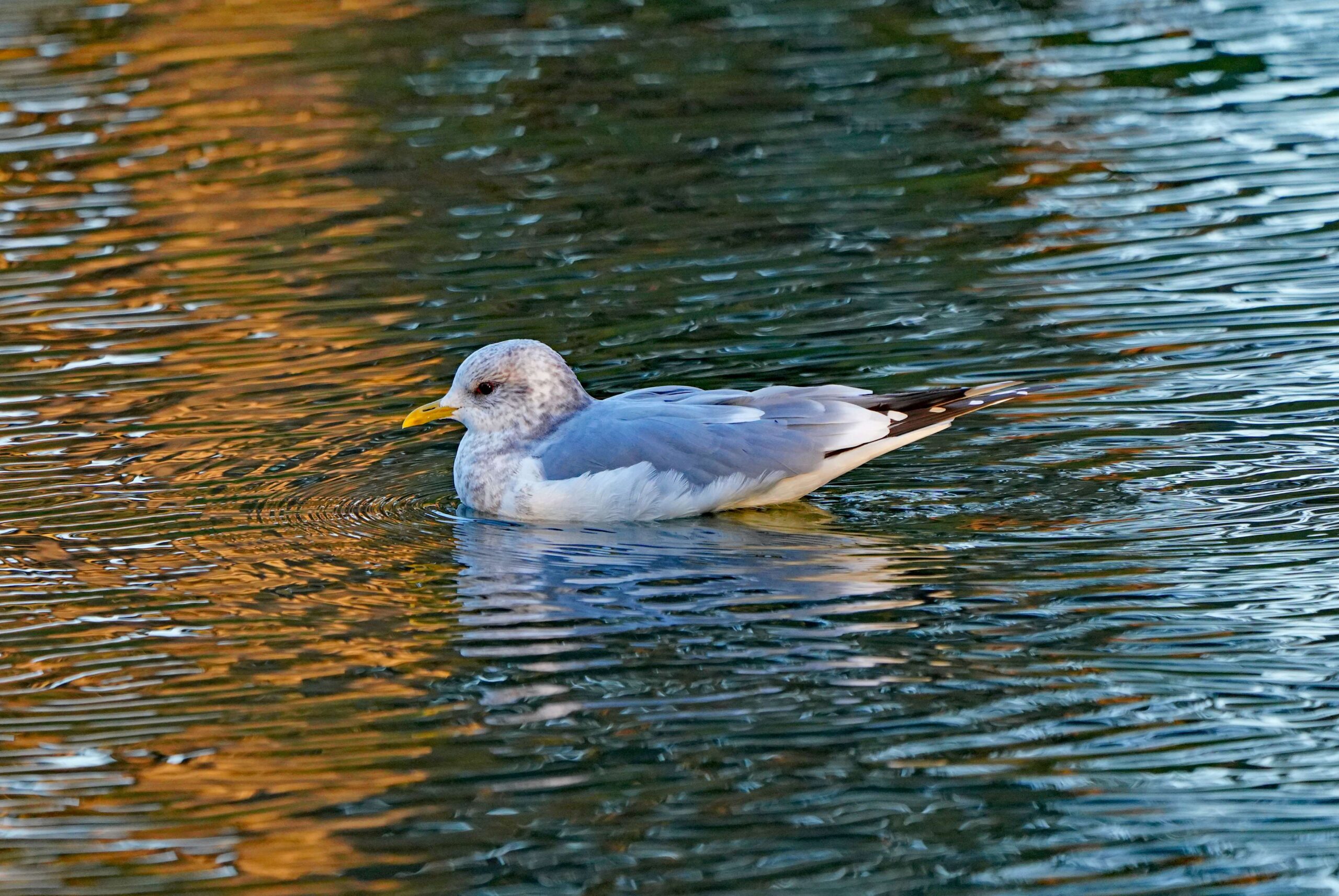 Short-billed Gull