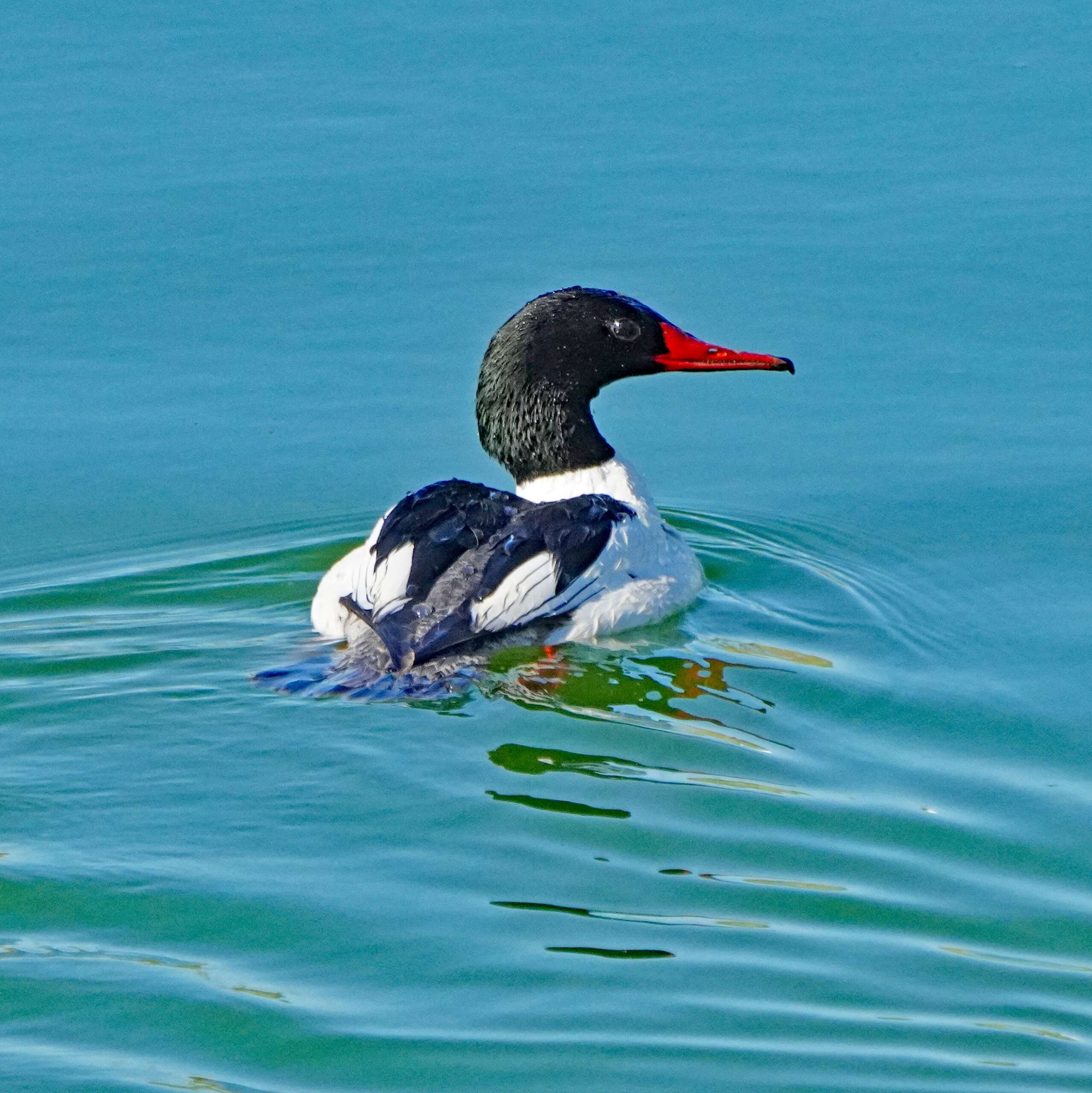 Common Merganser