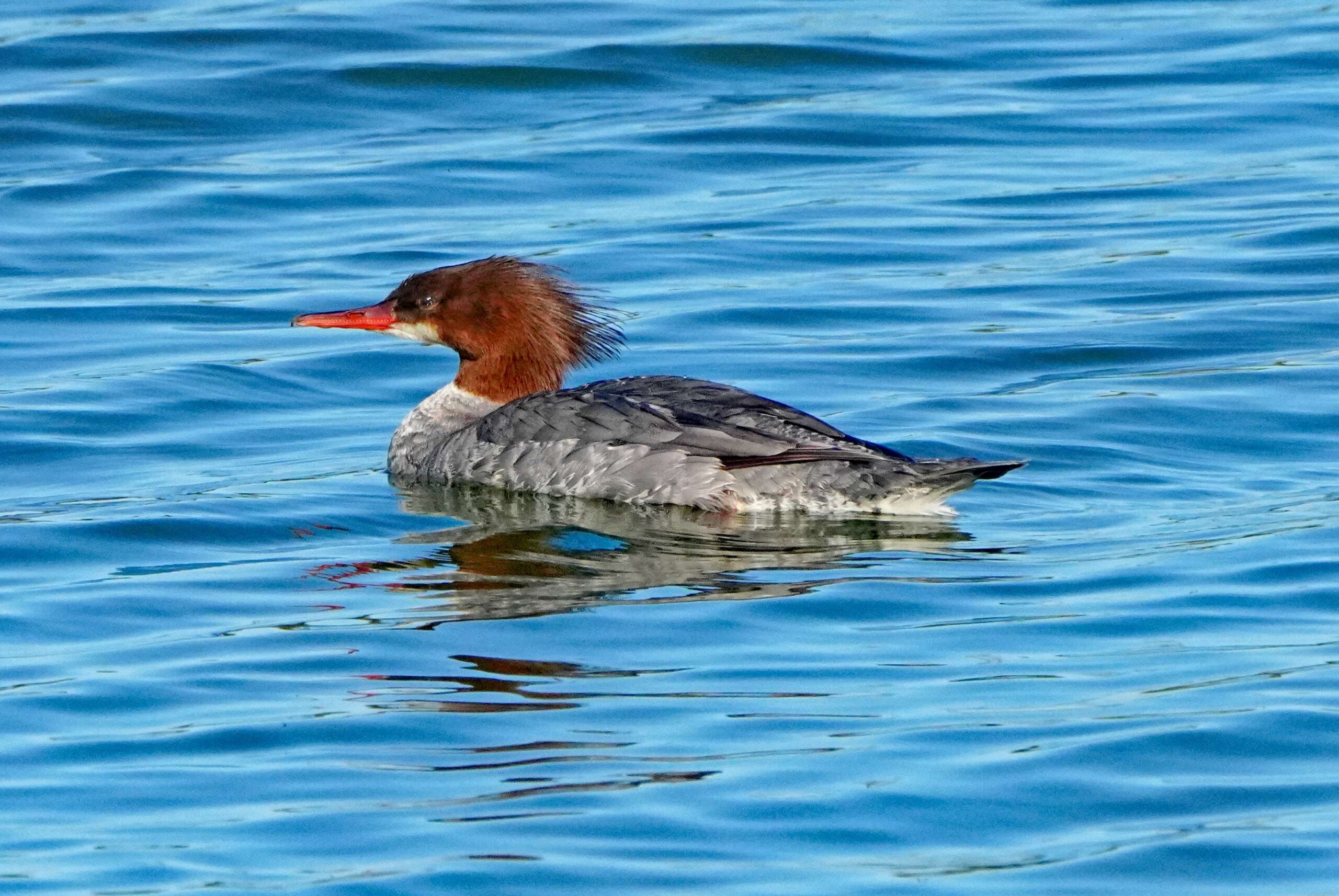 Common Merganser