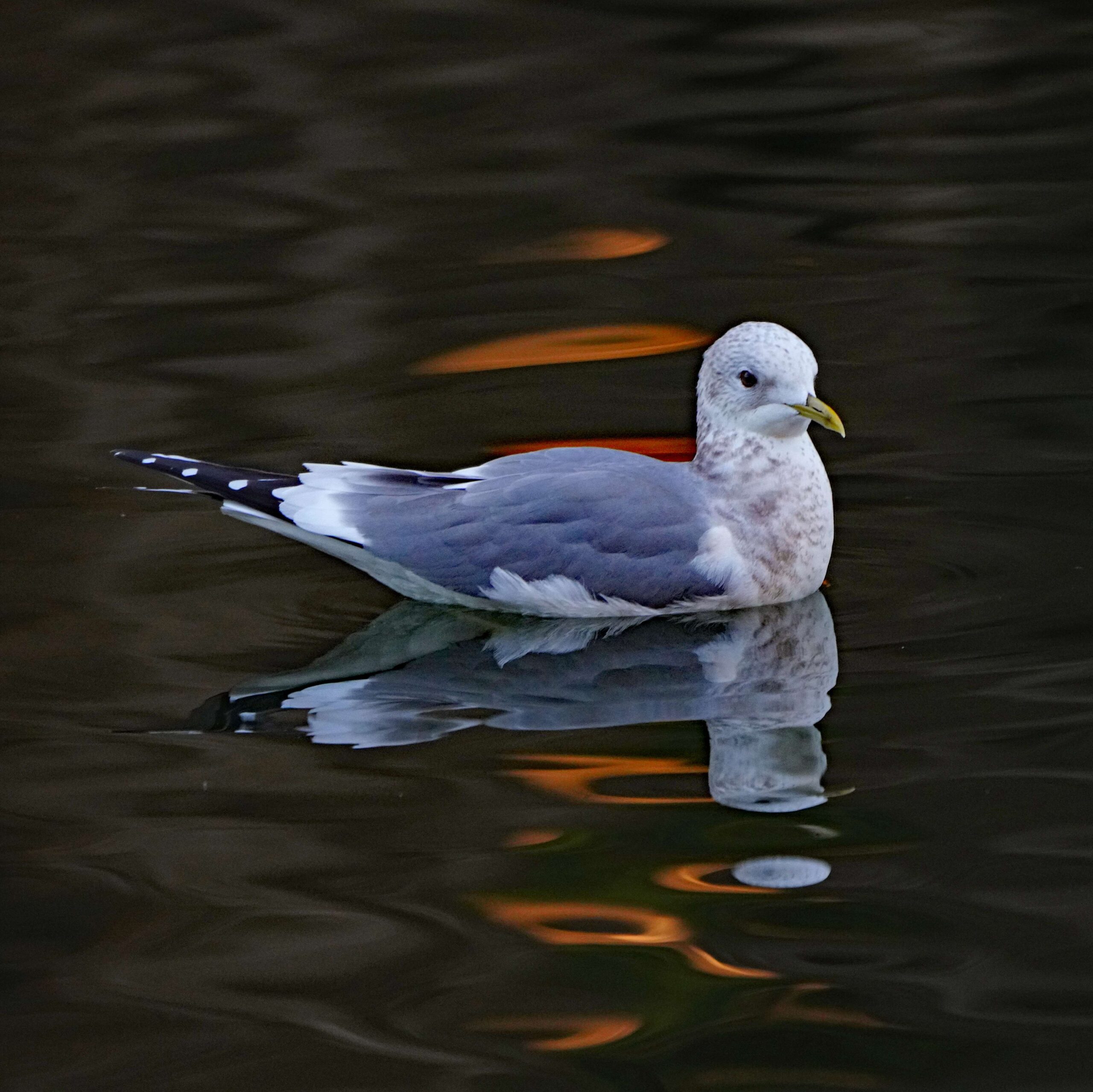 Short-billed gull
