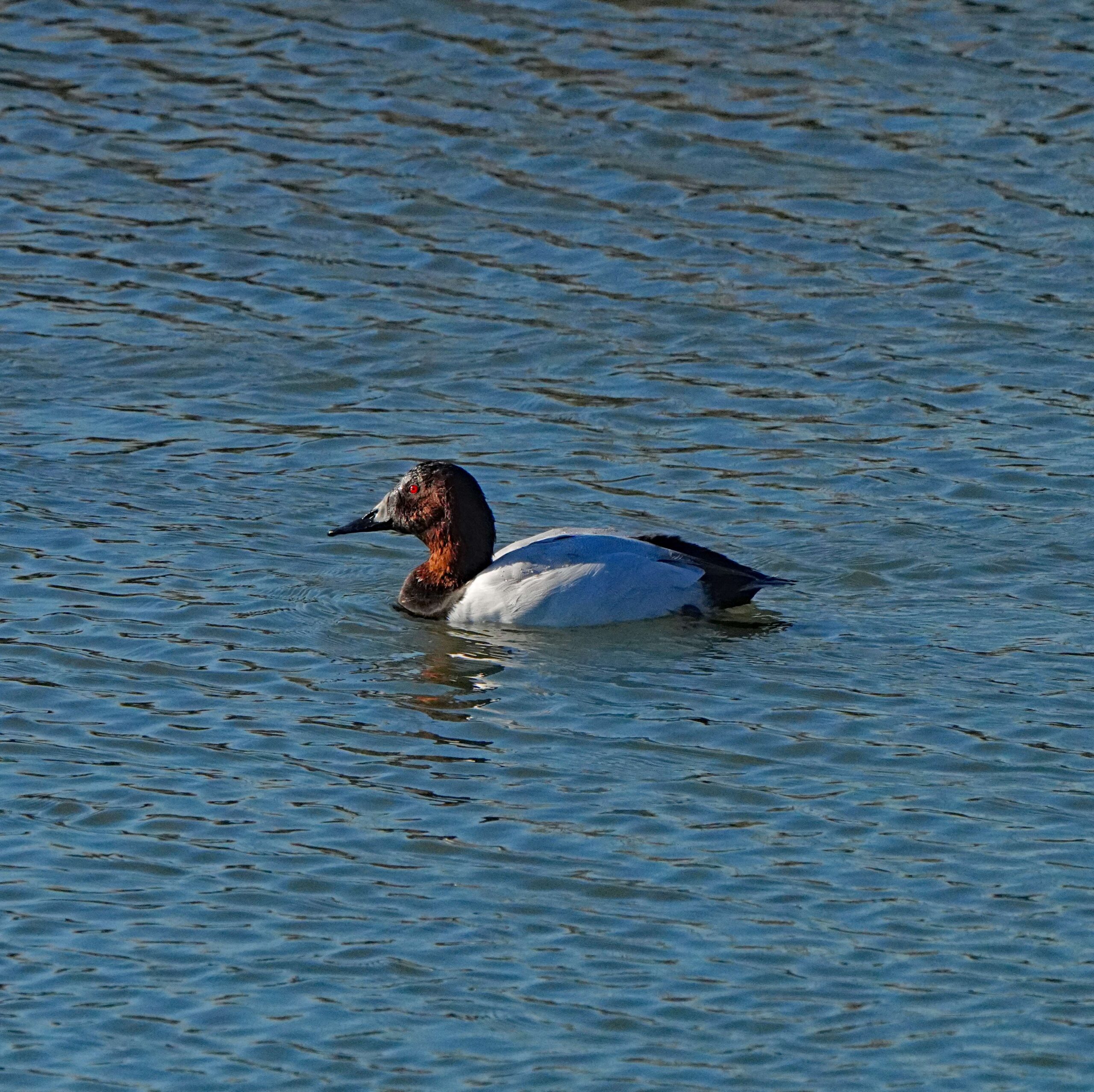 Canvasback Duck