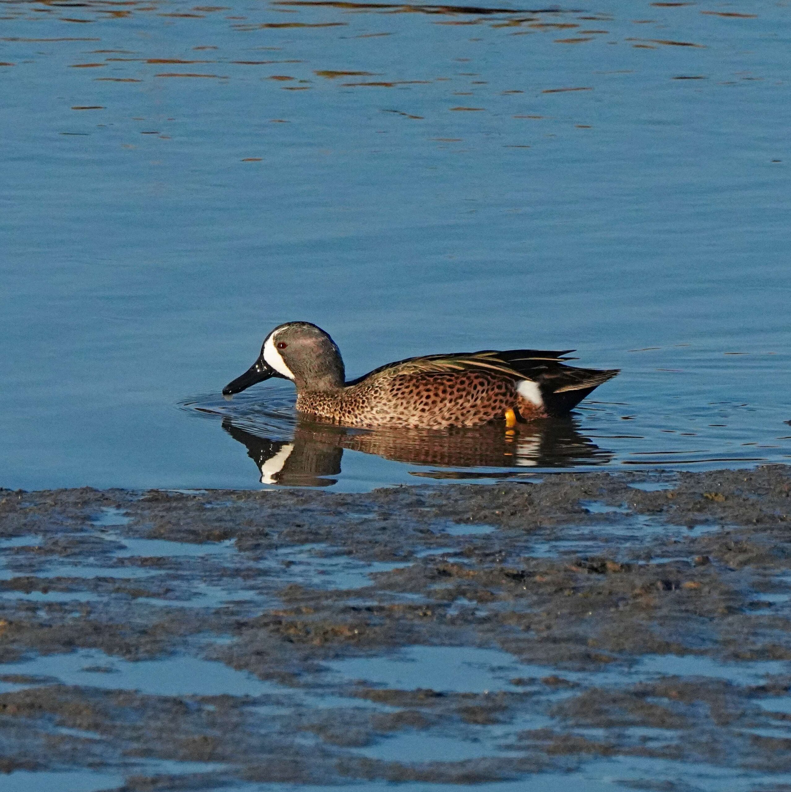 Blue-winged Teal