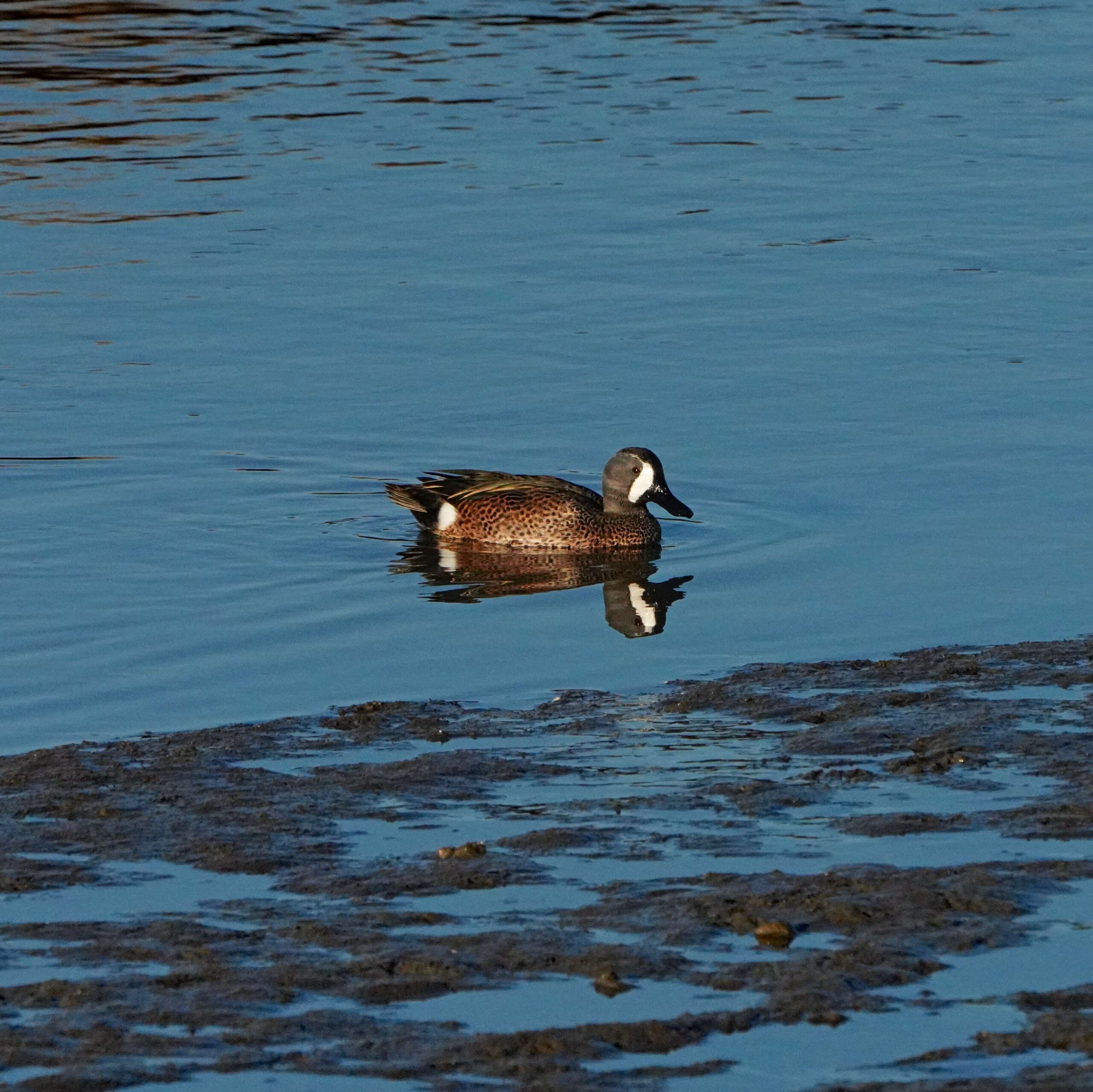 Blue-winged Teal