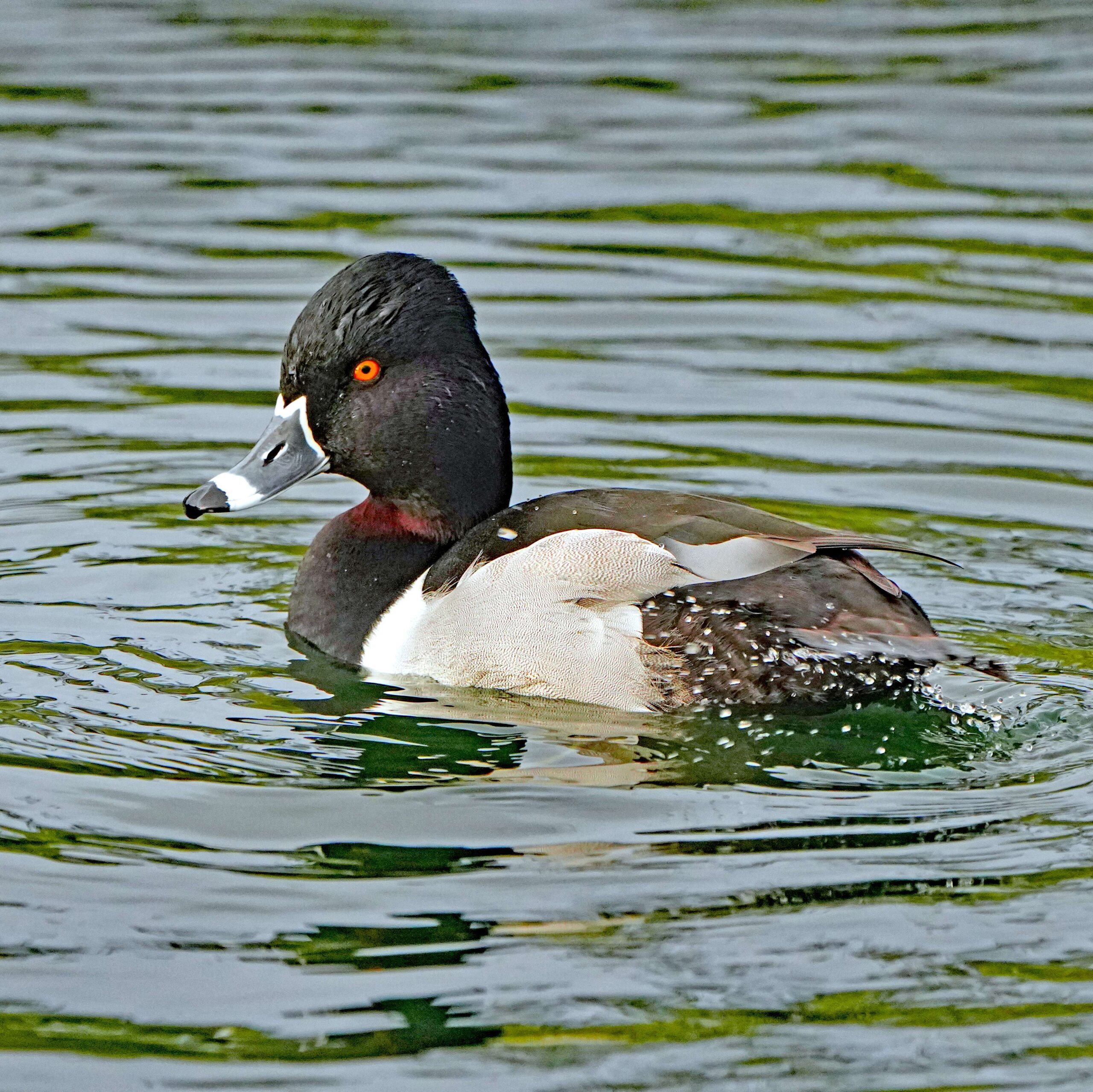 Ring-necked Duck