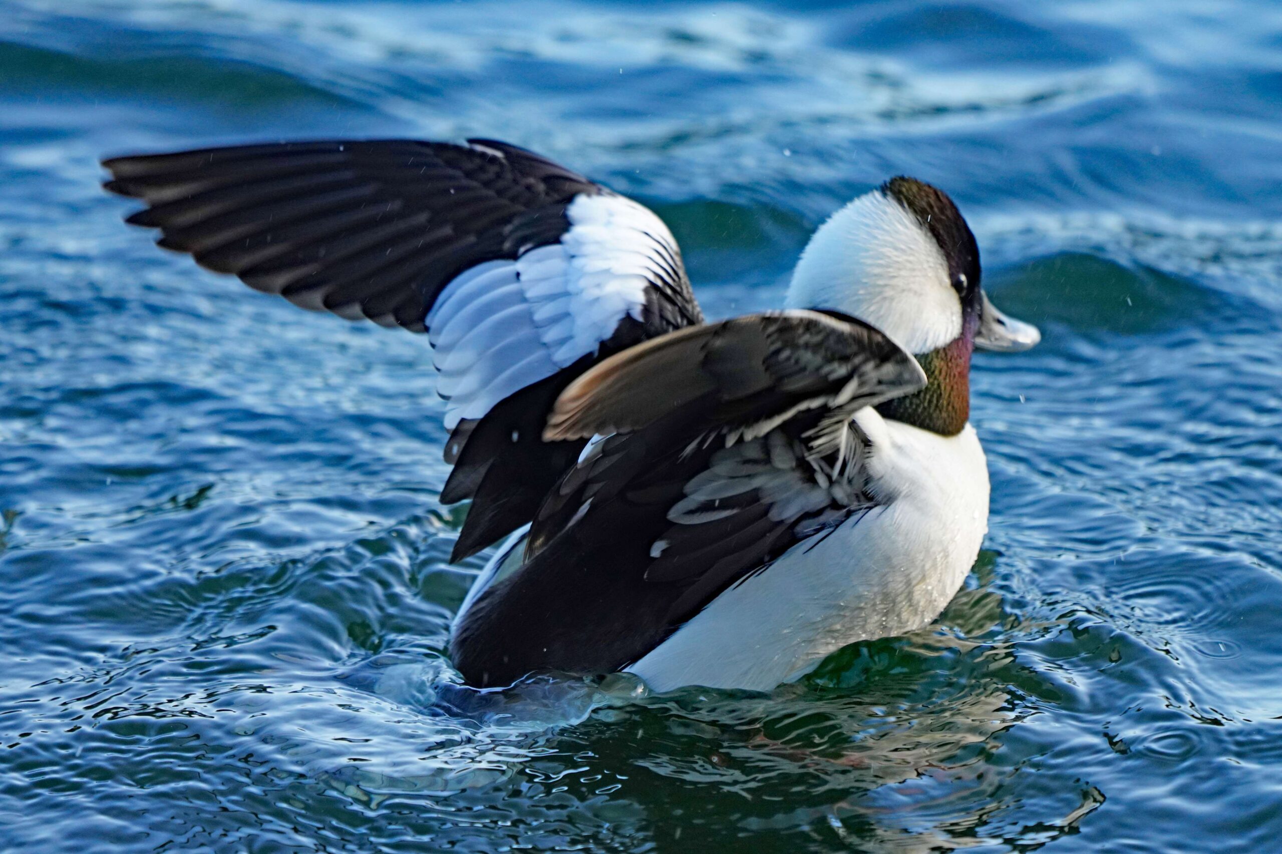 Bufflehead