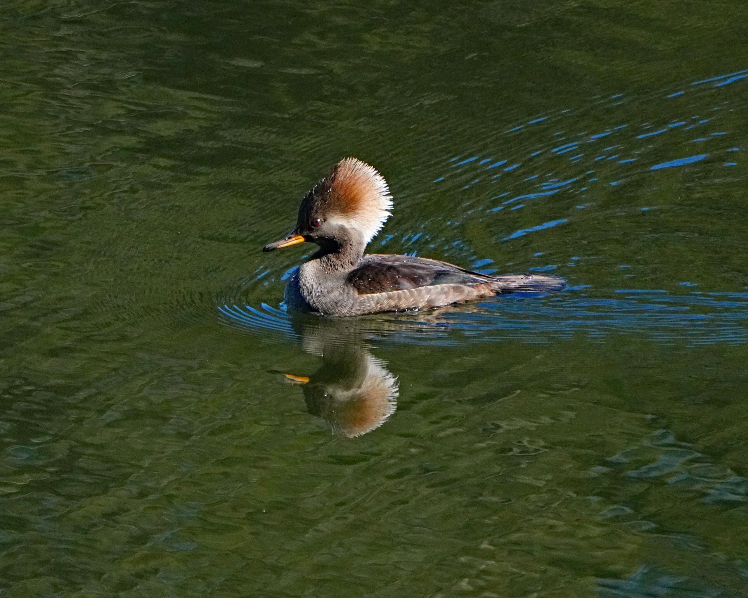 Hooded Merganser