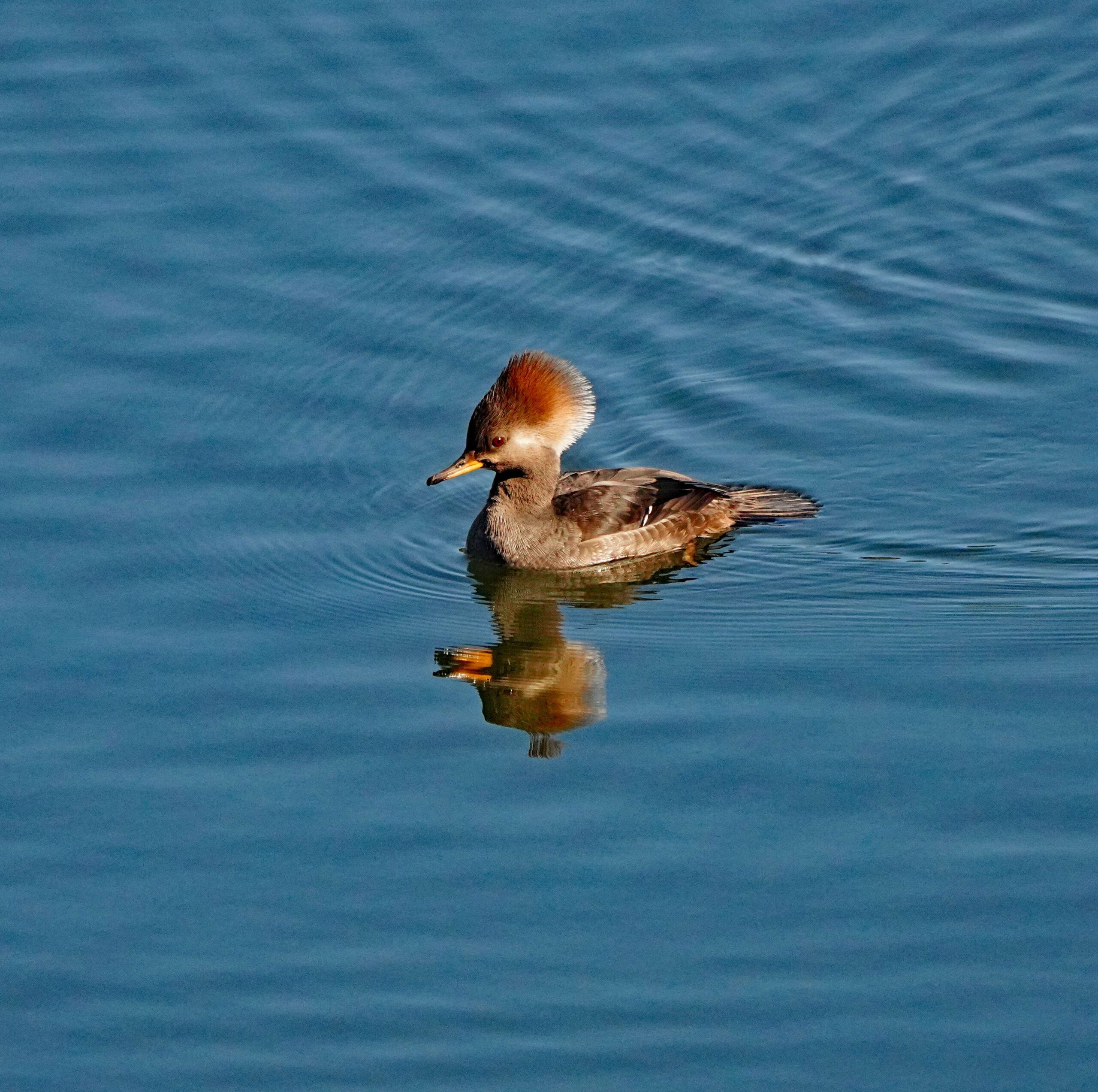Hooded Merganser