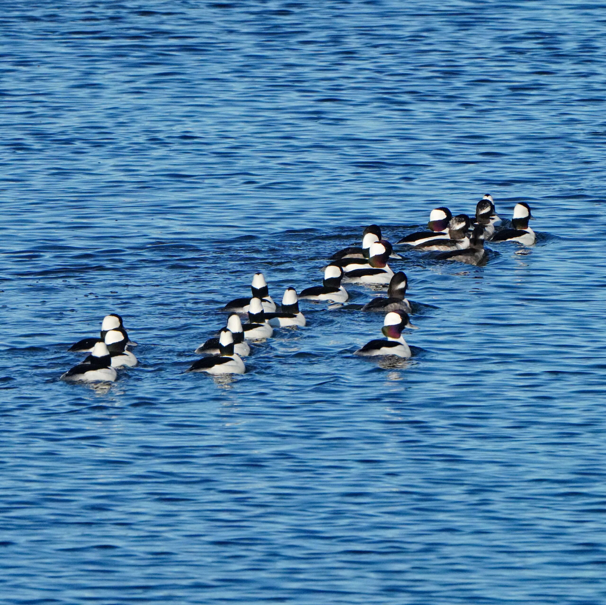 Buffleheads