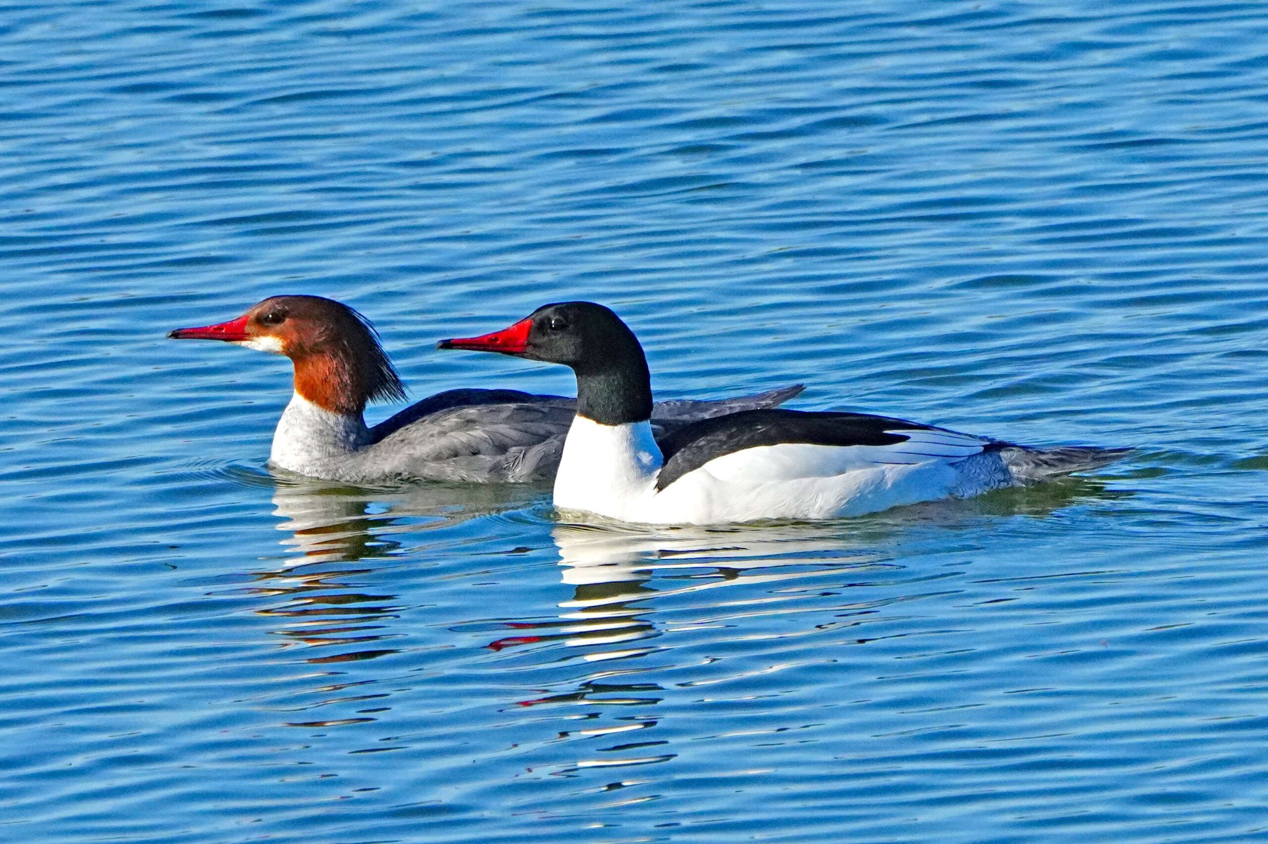 Common Mergansers