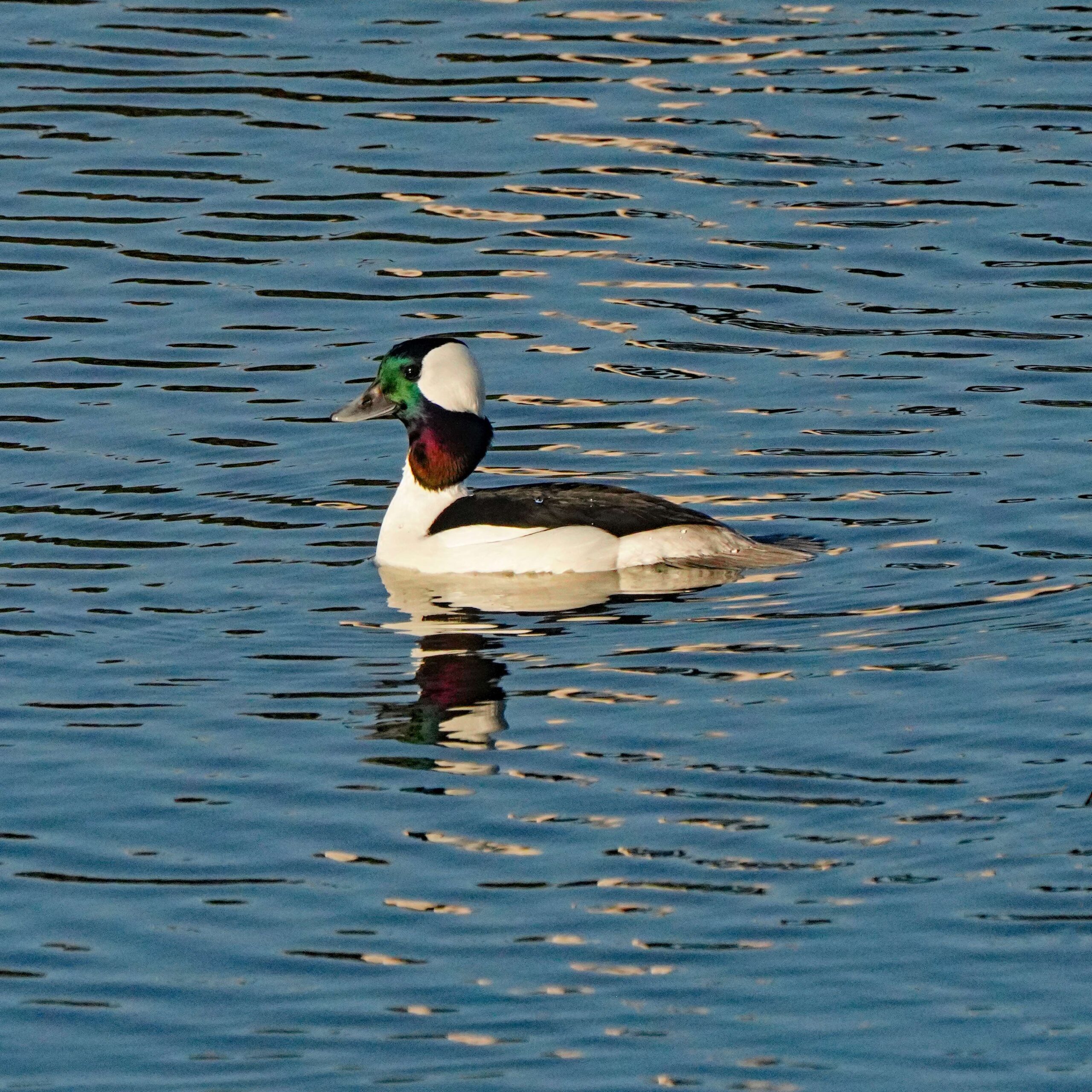 Buffleheads