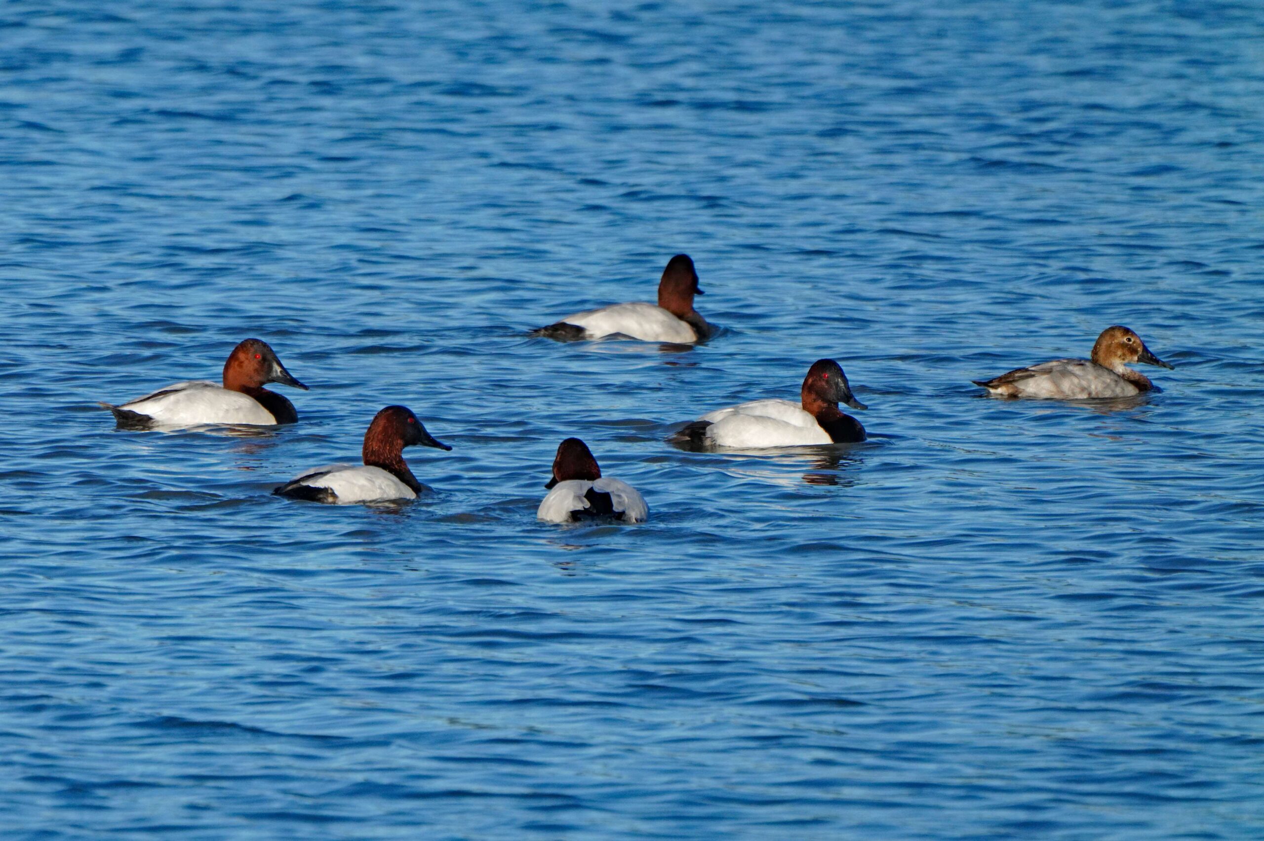 Canvasbacks Ducks