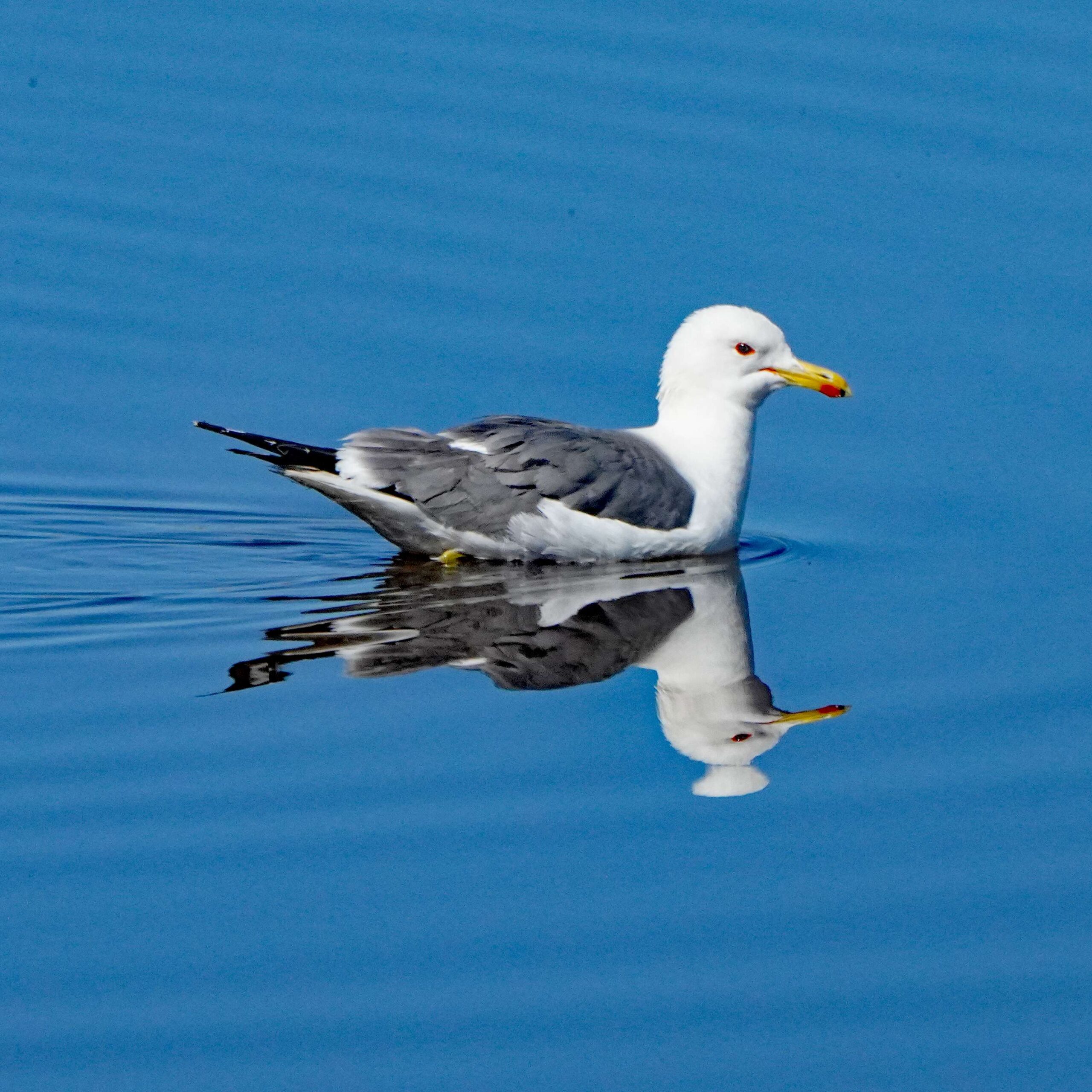 California Gull