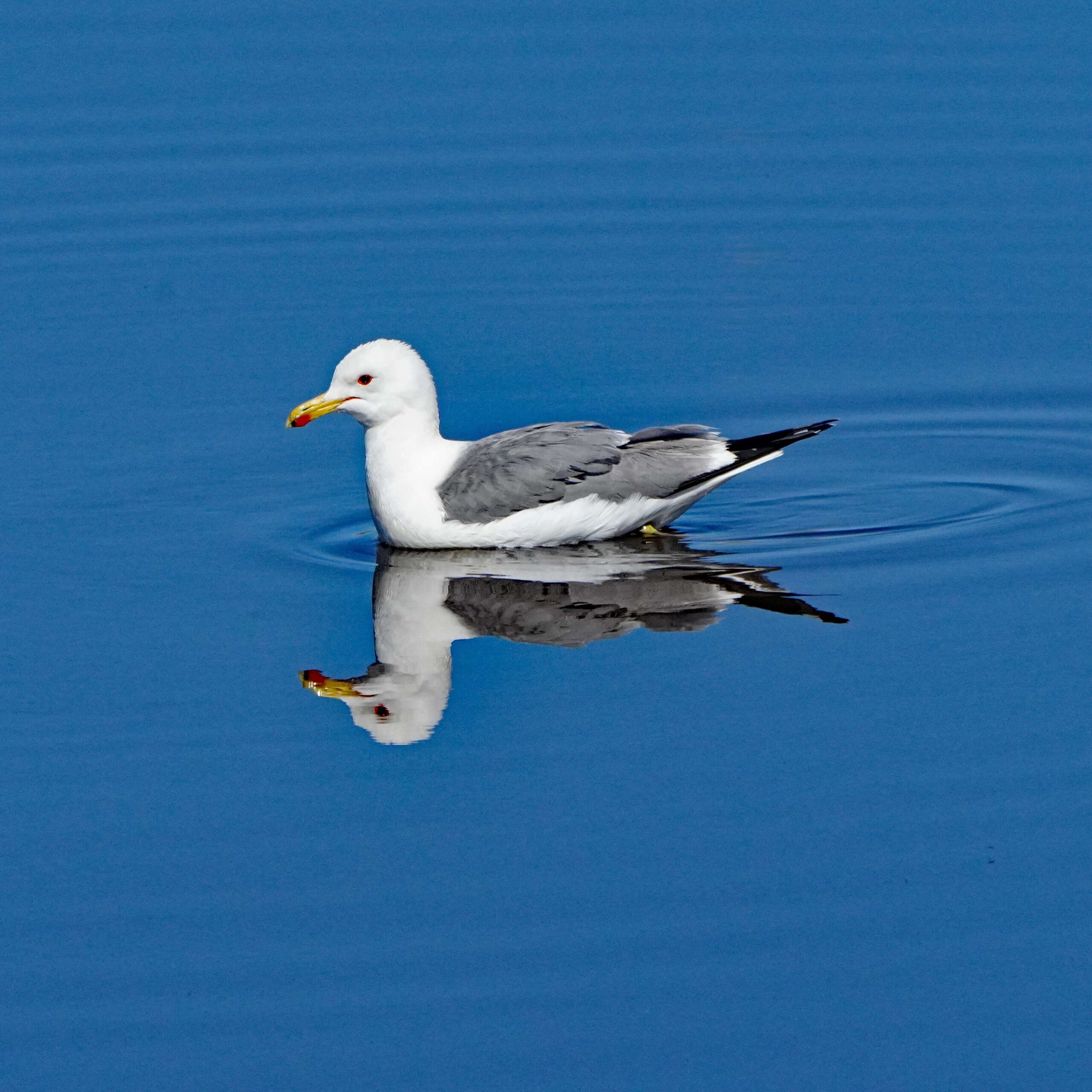California Gull