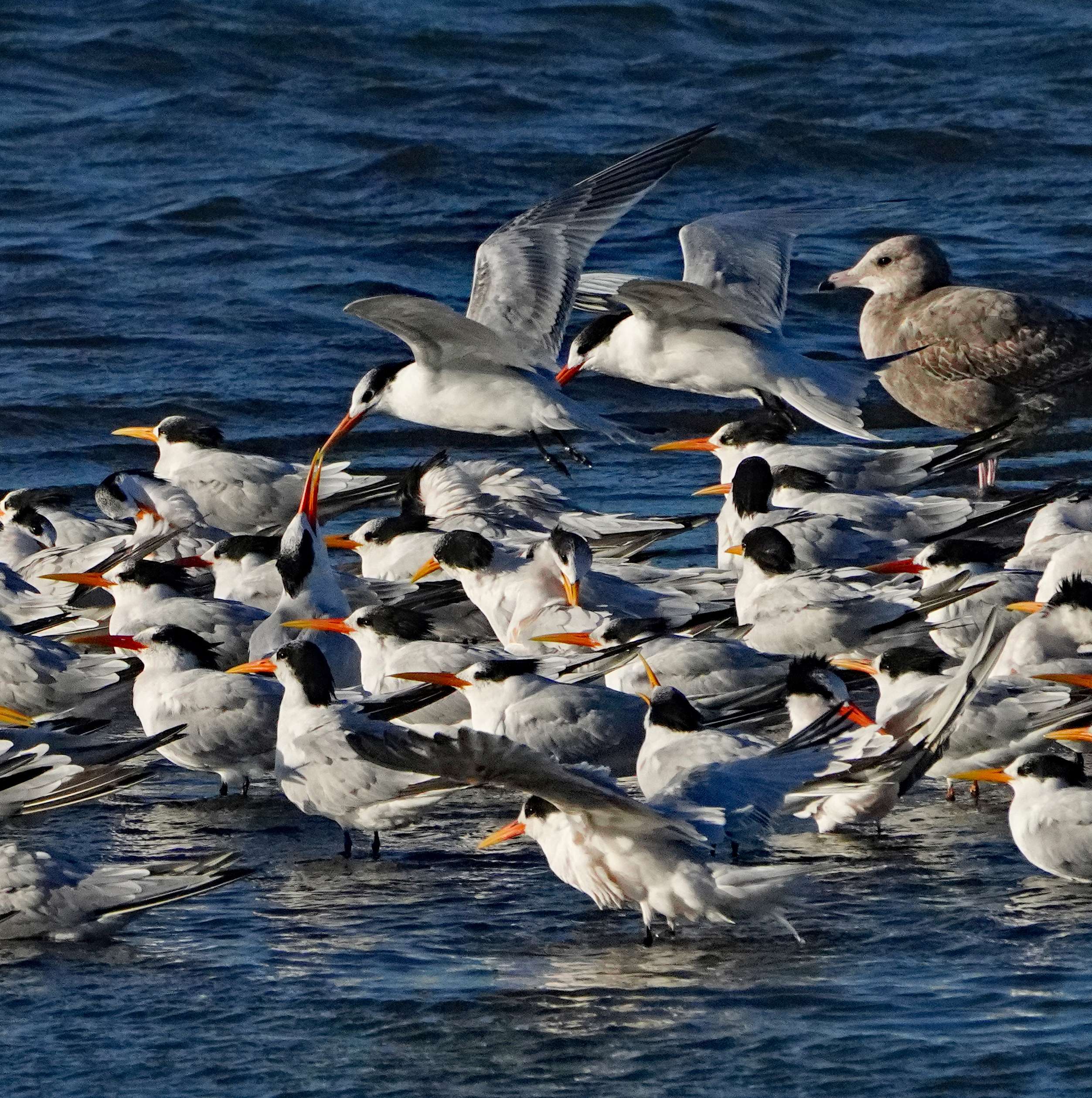 Elegant Terns