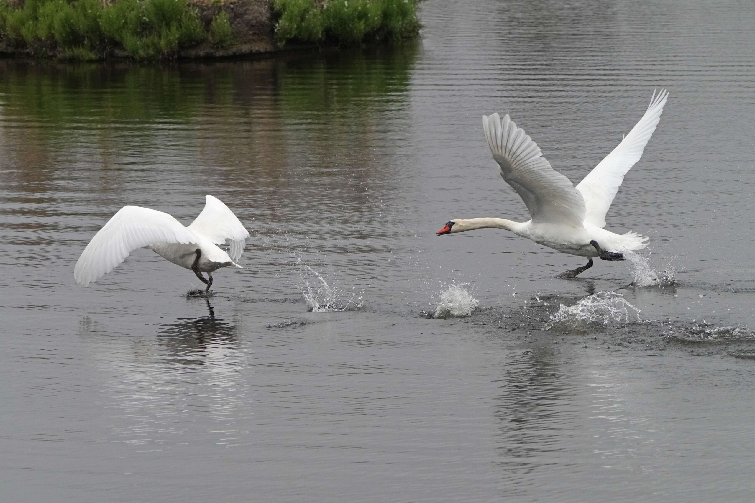 Mute Swans