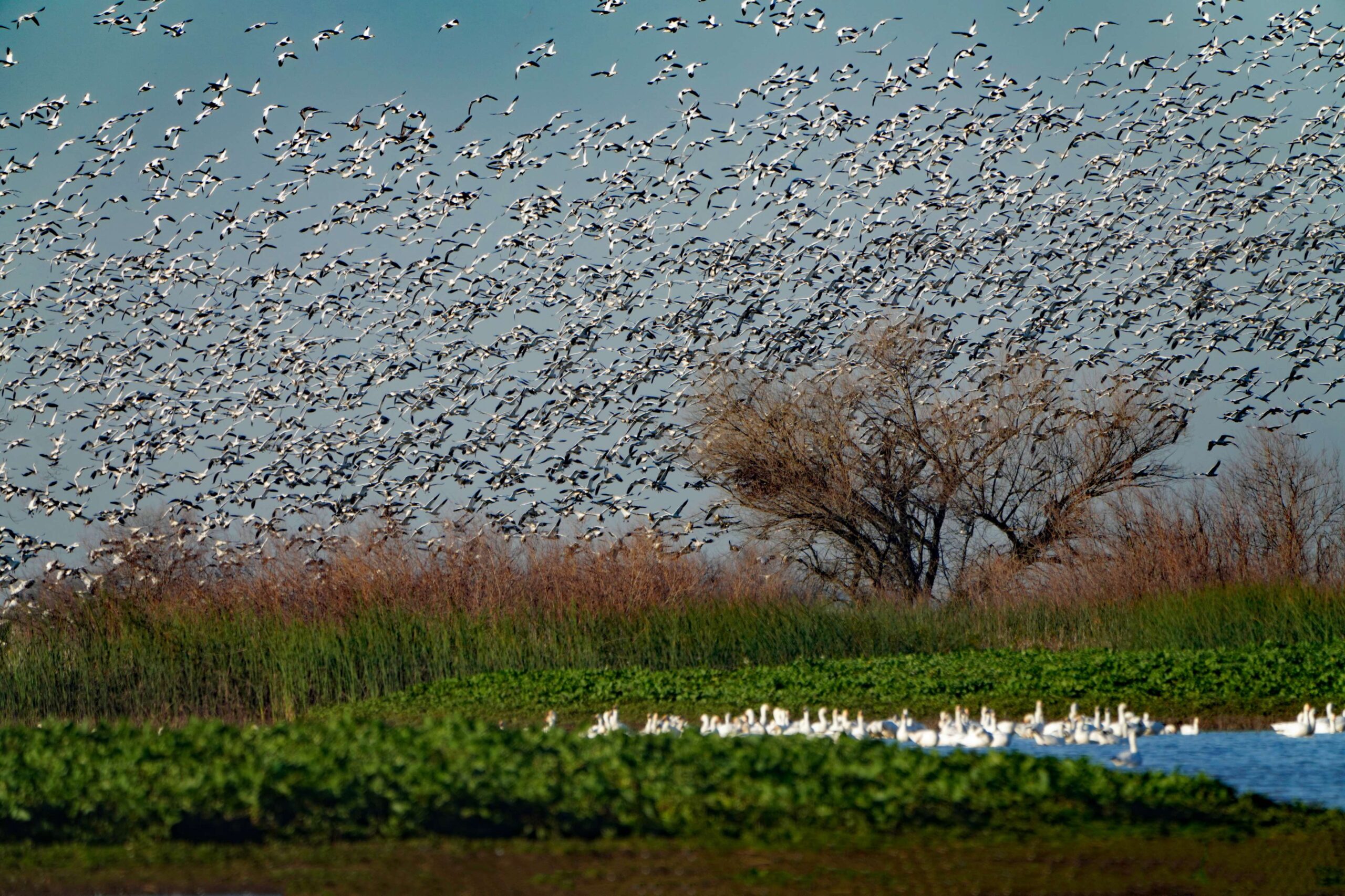 Snow Geese