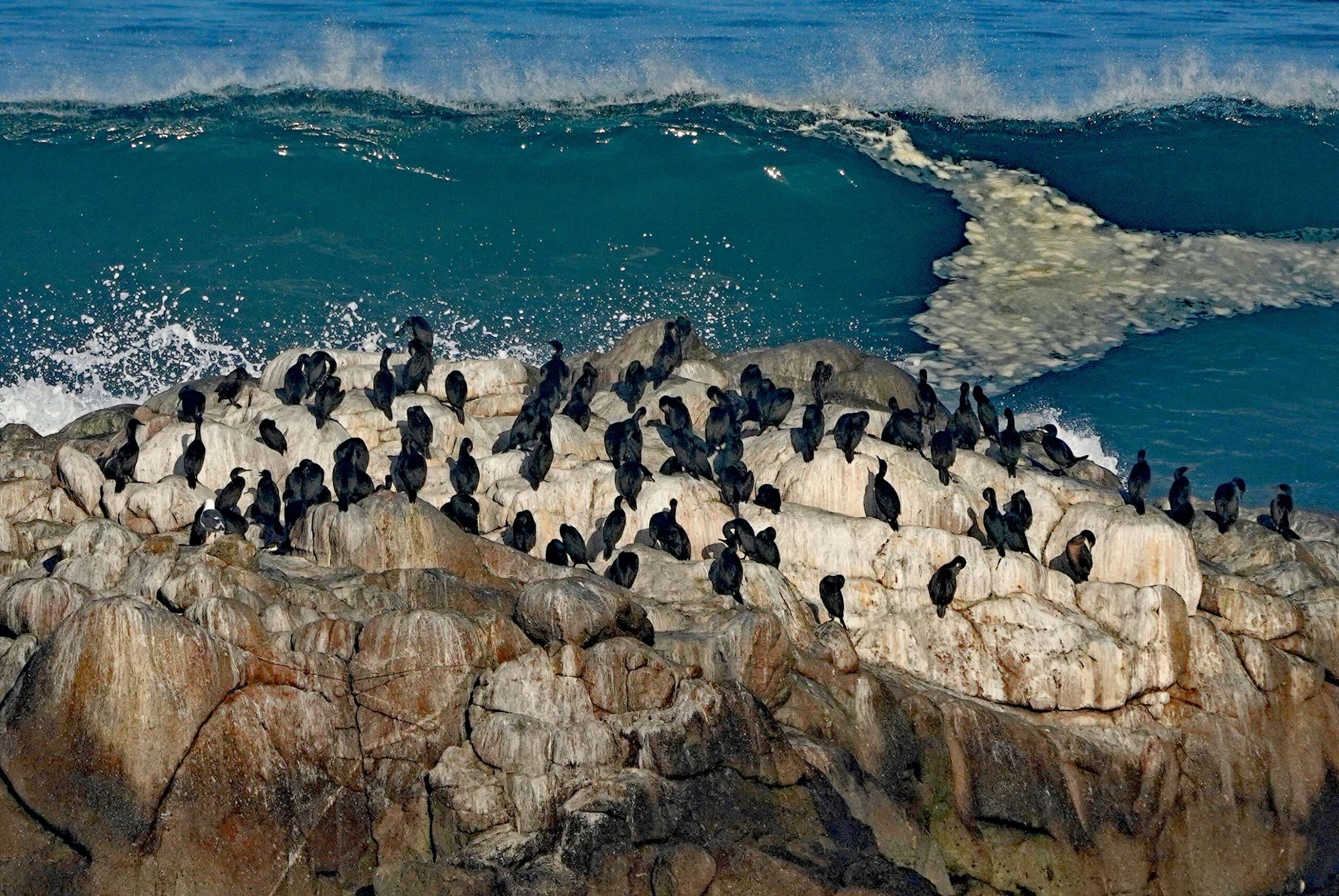 Brandt's Cormorants