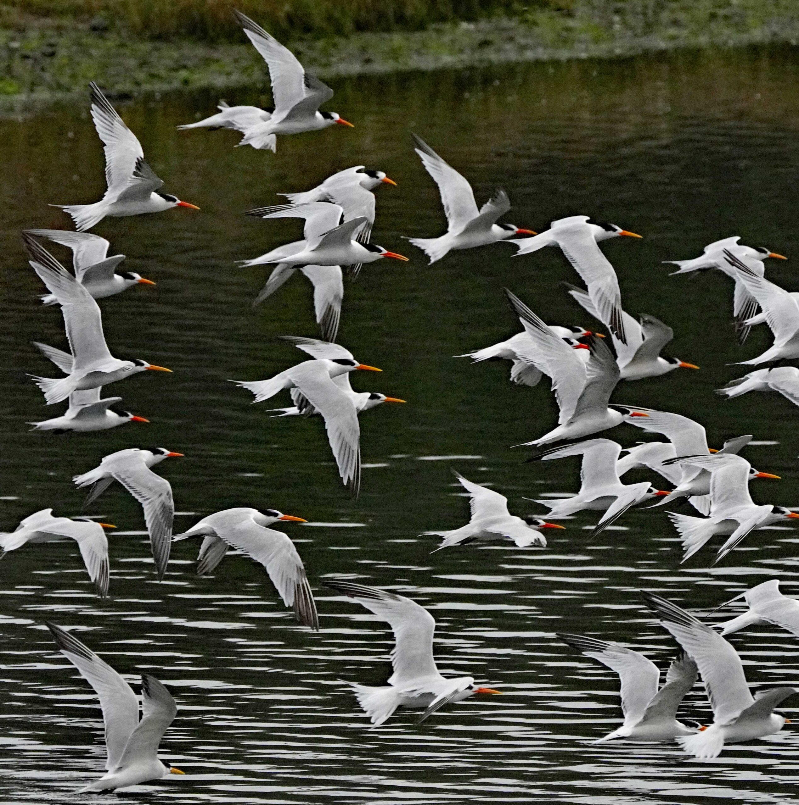 Elegant Terns