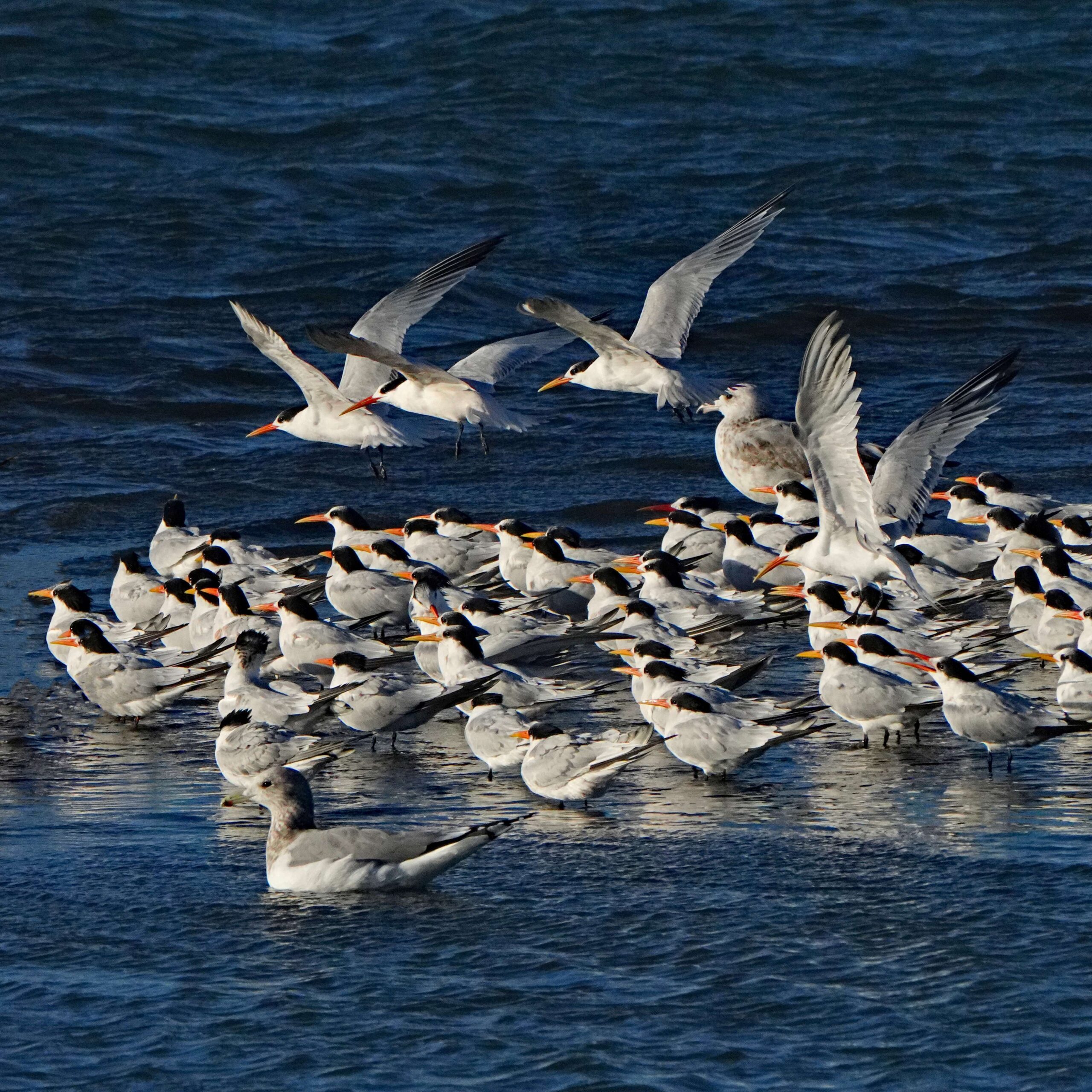 Elegant Terns