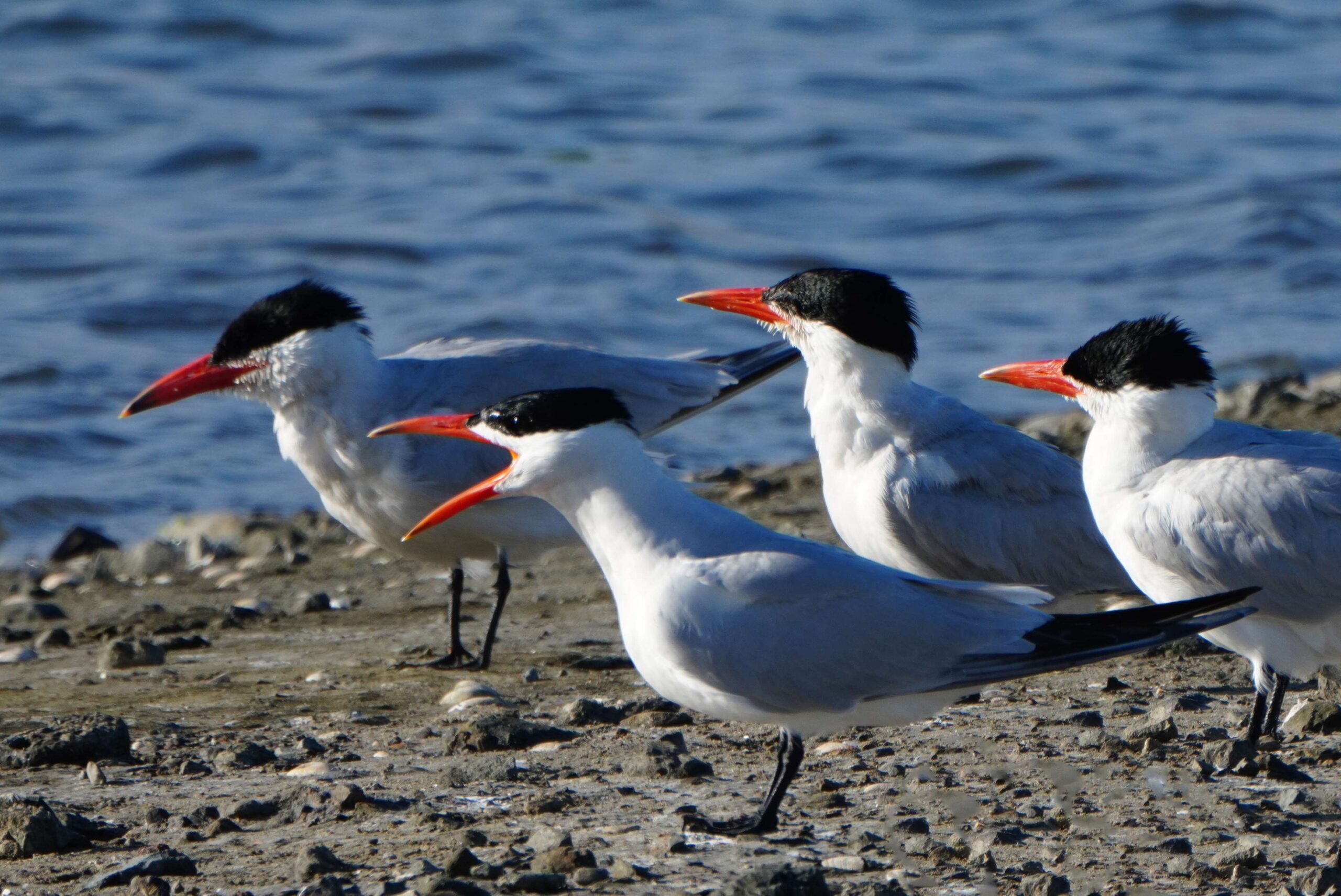 Caspian Terns
