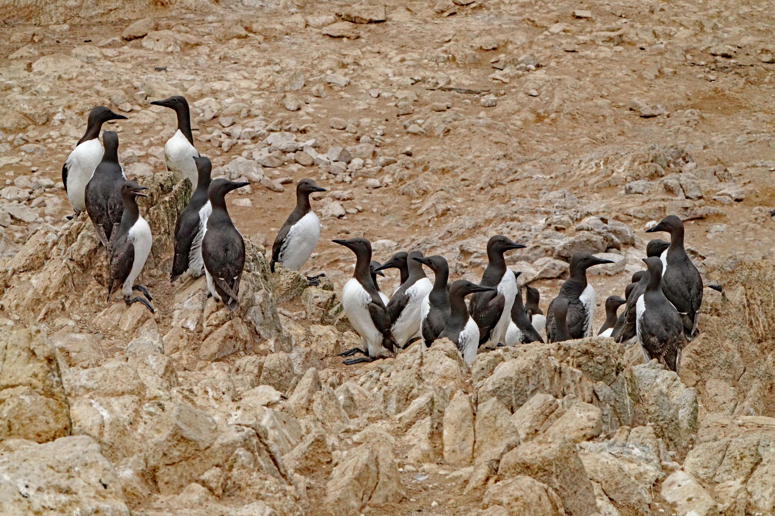Common Murres